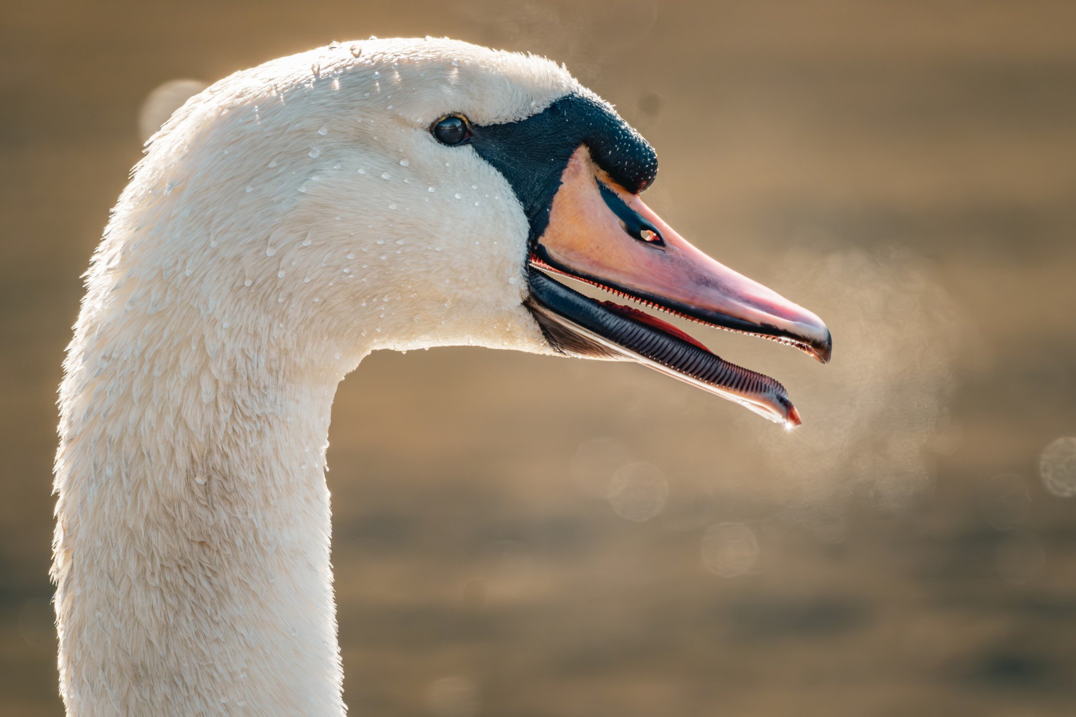 Mute Swan (Cygnus olor) — Soft light picks out the curve of the neck and the swan’s dark facial markings.