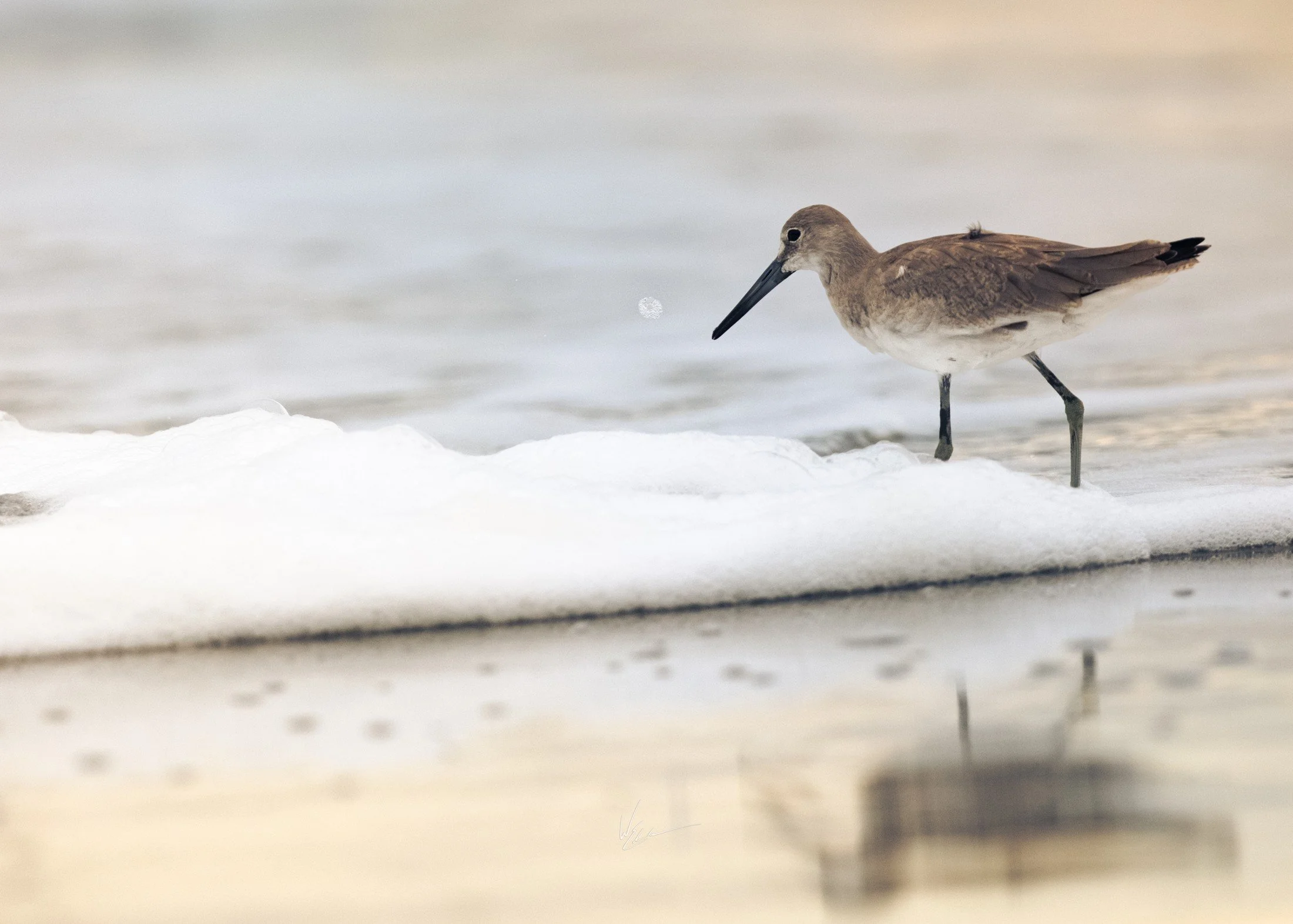 Willet (Tringa semipalmata) — A Willet steps through the foam as a wave folds around its legs.