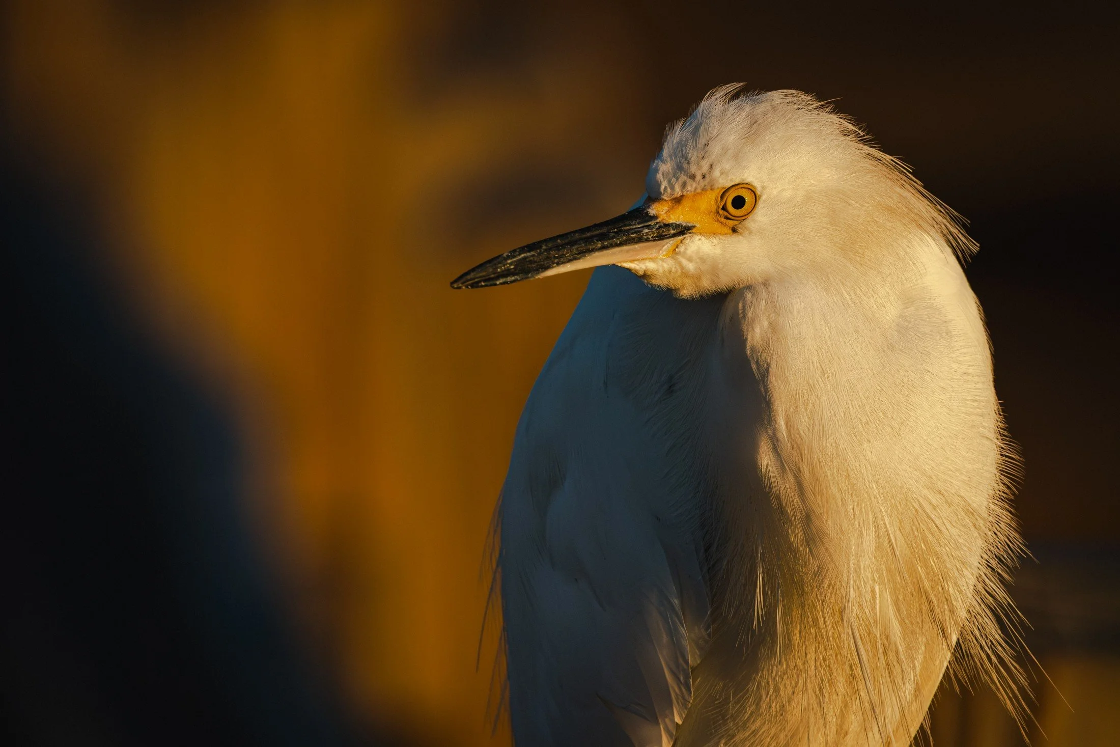 Snowy Egret — Golden light traces delicate head feathers against a darker background.