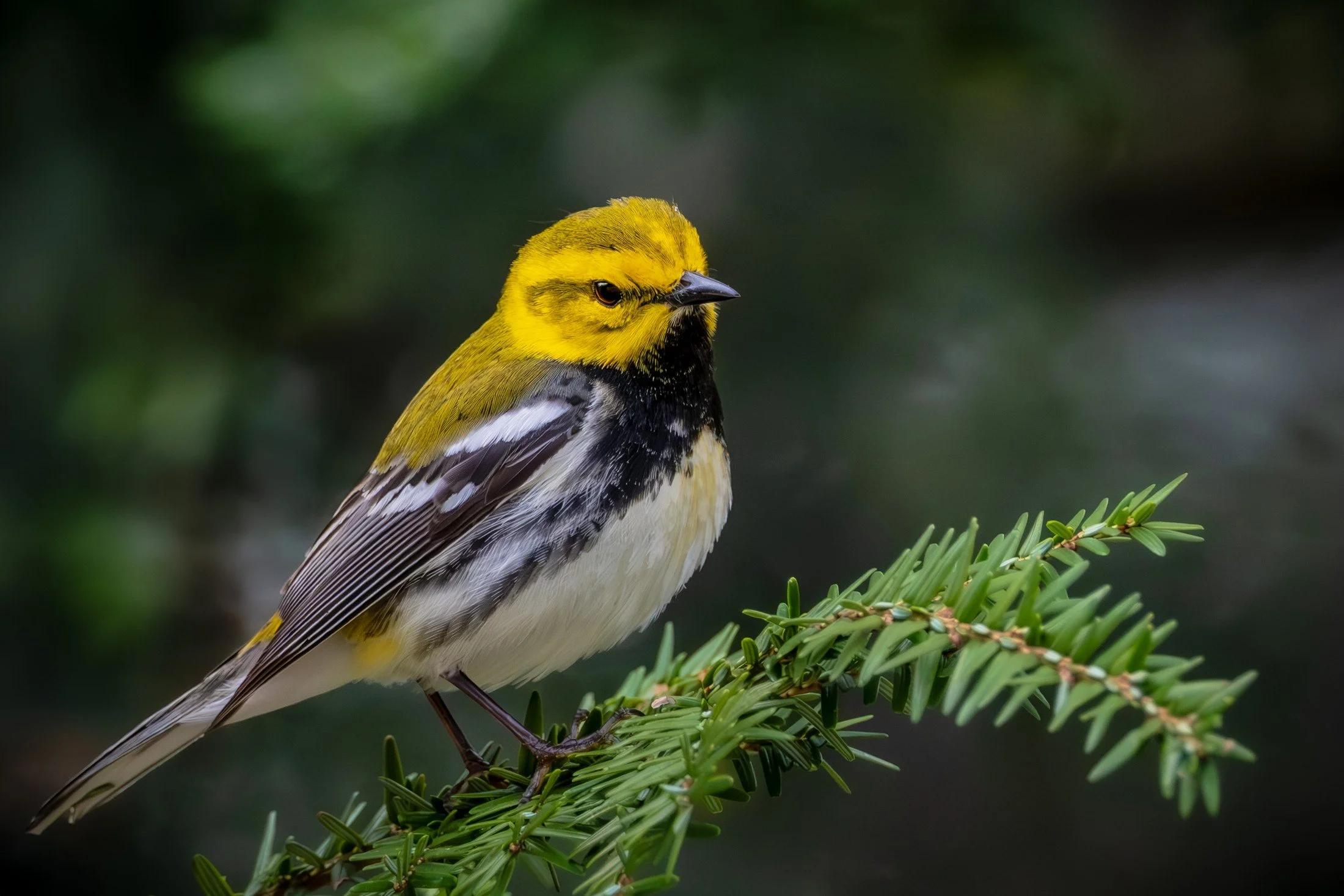 Black-throated Green Warbler (Setophaga virens) — Yellow cheeks and dark throat stand apart from the surrounding evergreen.