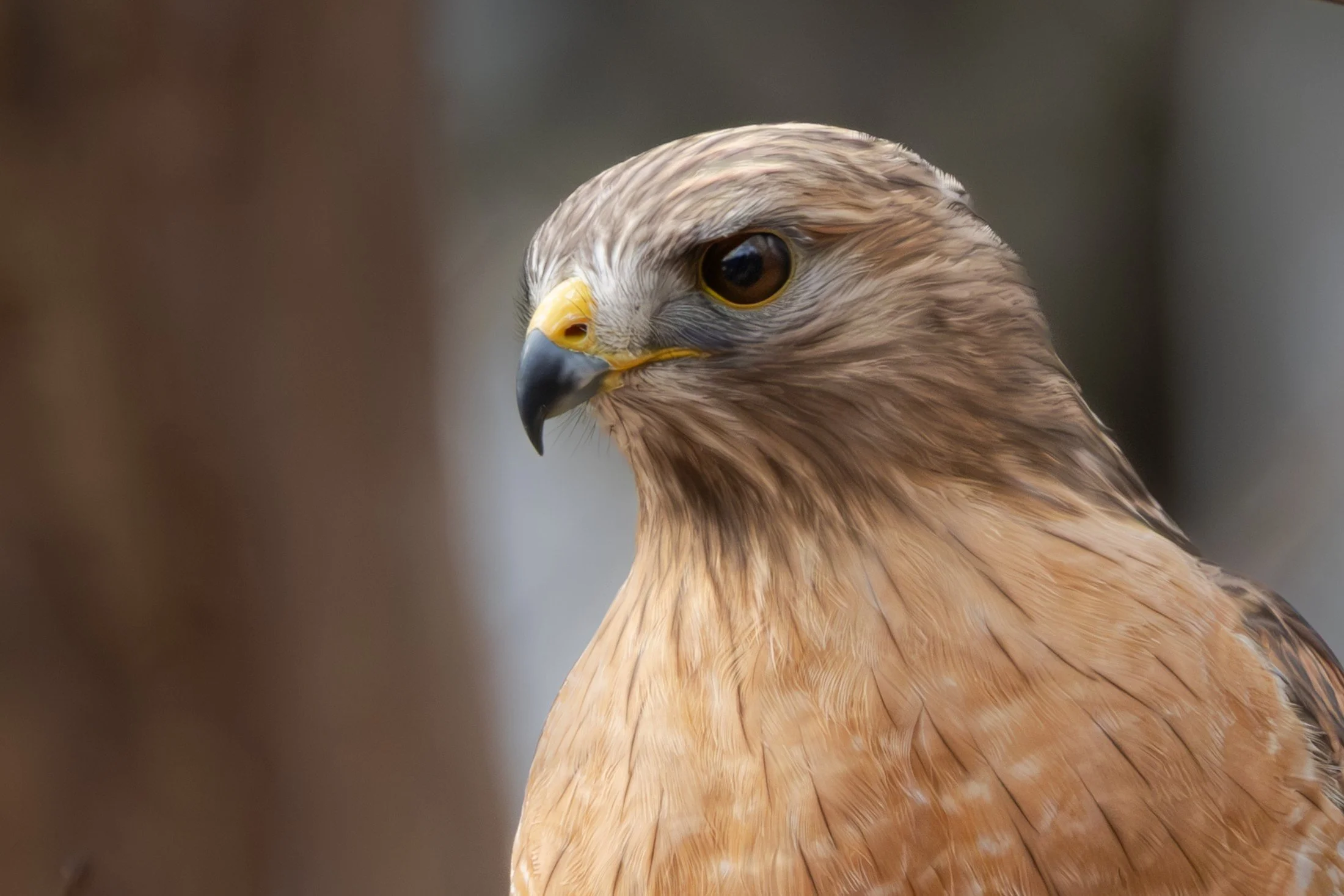 Red-shouldered Hawk (Buteo lineatus) — The hawk’s eye and hooked bill carry a close, attentive portrait.