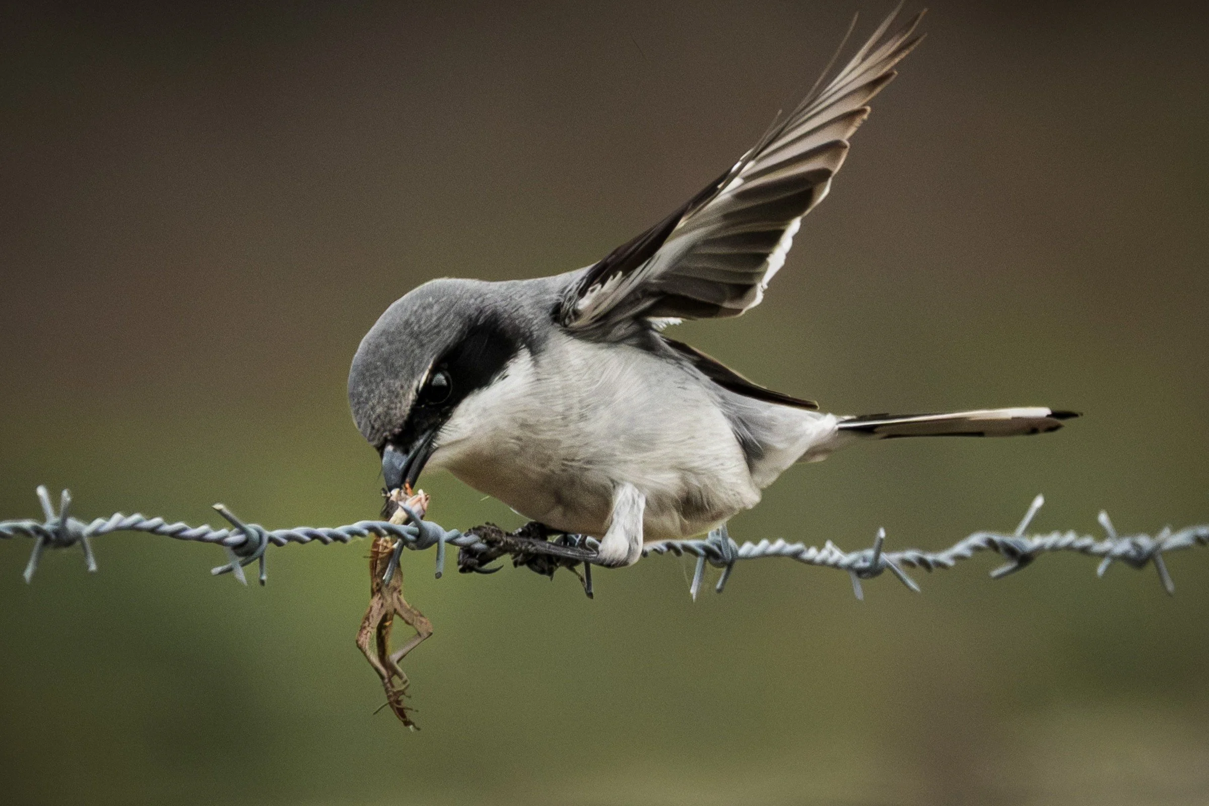 Loggerhead Shrike (Lanius ludovicianus) — A raised wing and barbed-wire perch reveal this small predator at work.