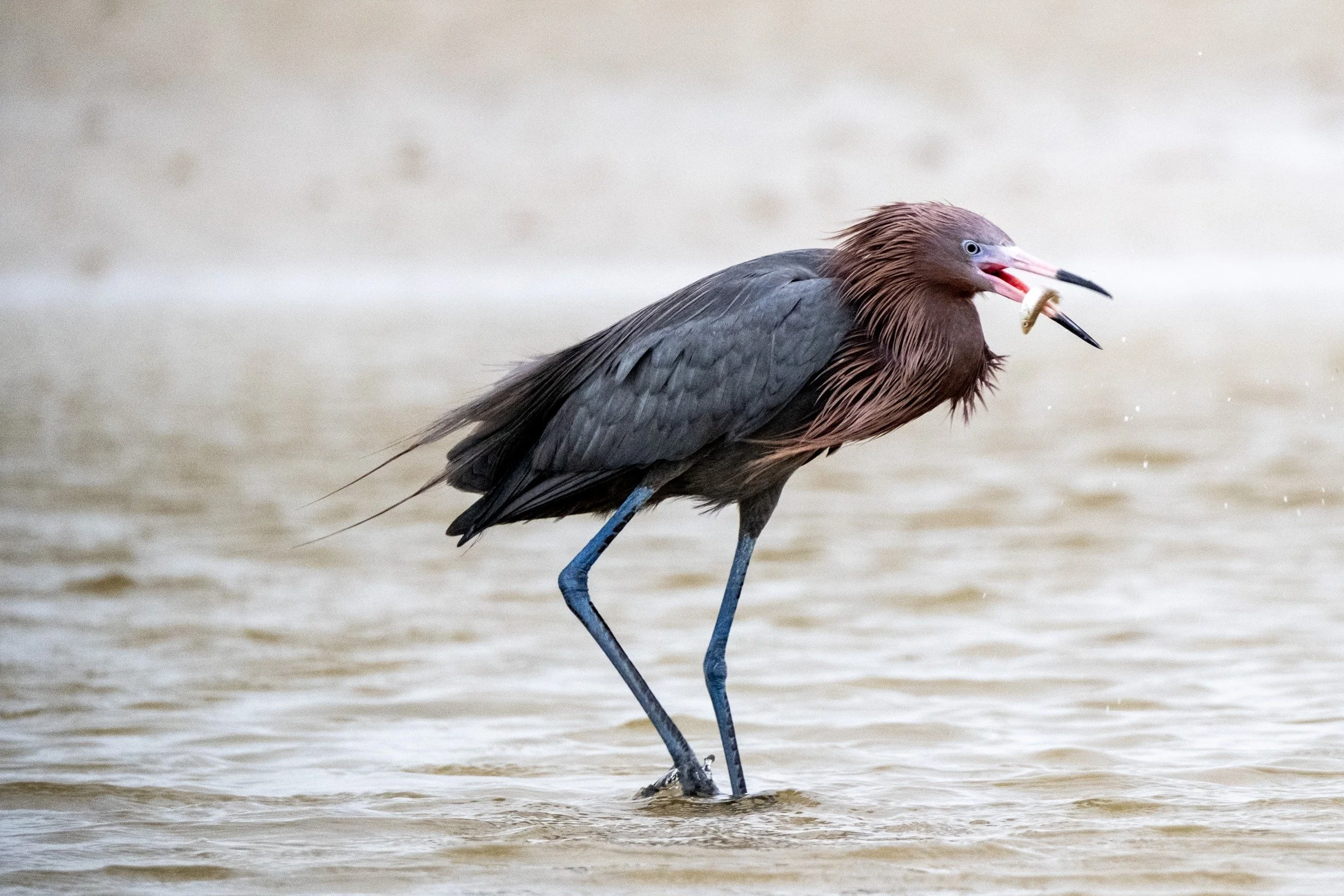 Reddish Egret (Egretta rufescens) — A small fish catches the light between the open tips of a Reddish Egret’s bill.