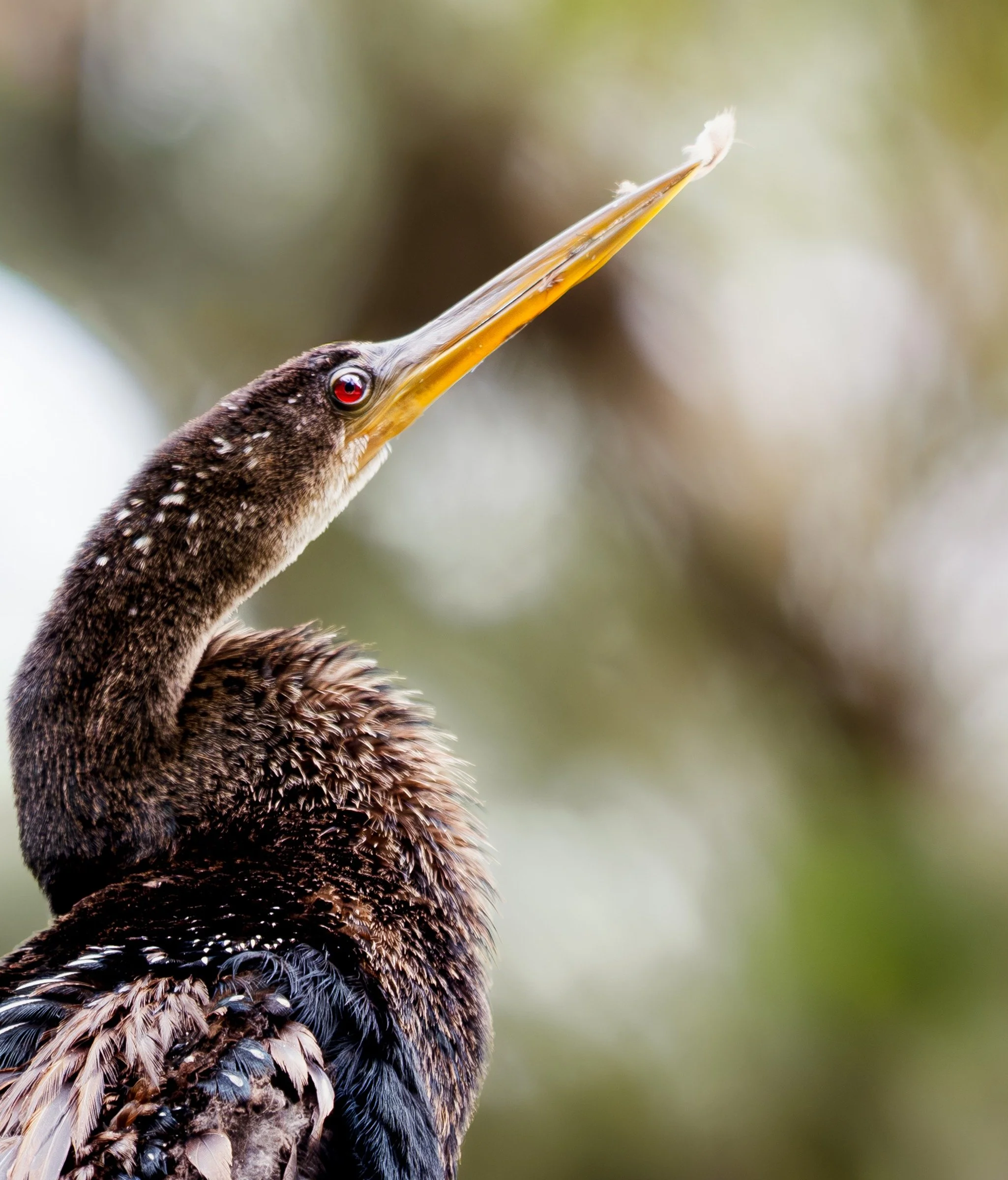 Anhinga — A tiny feather balances at the tip of an Anhinga’s long golden bill.