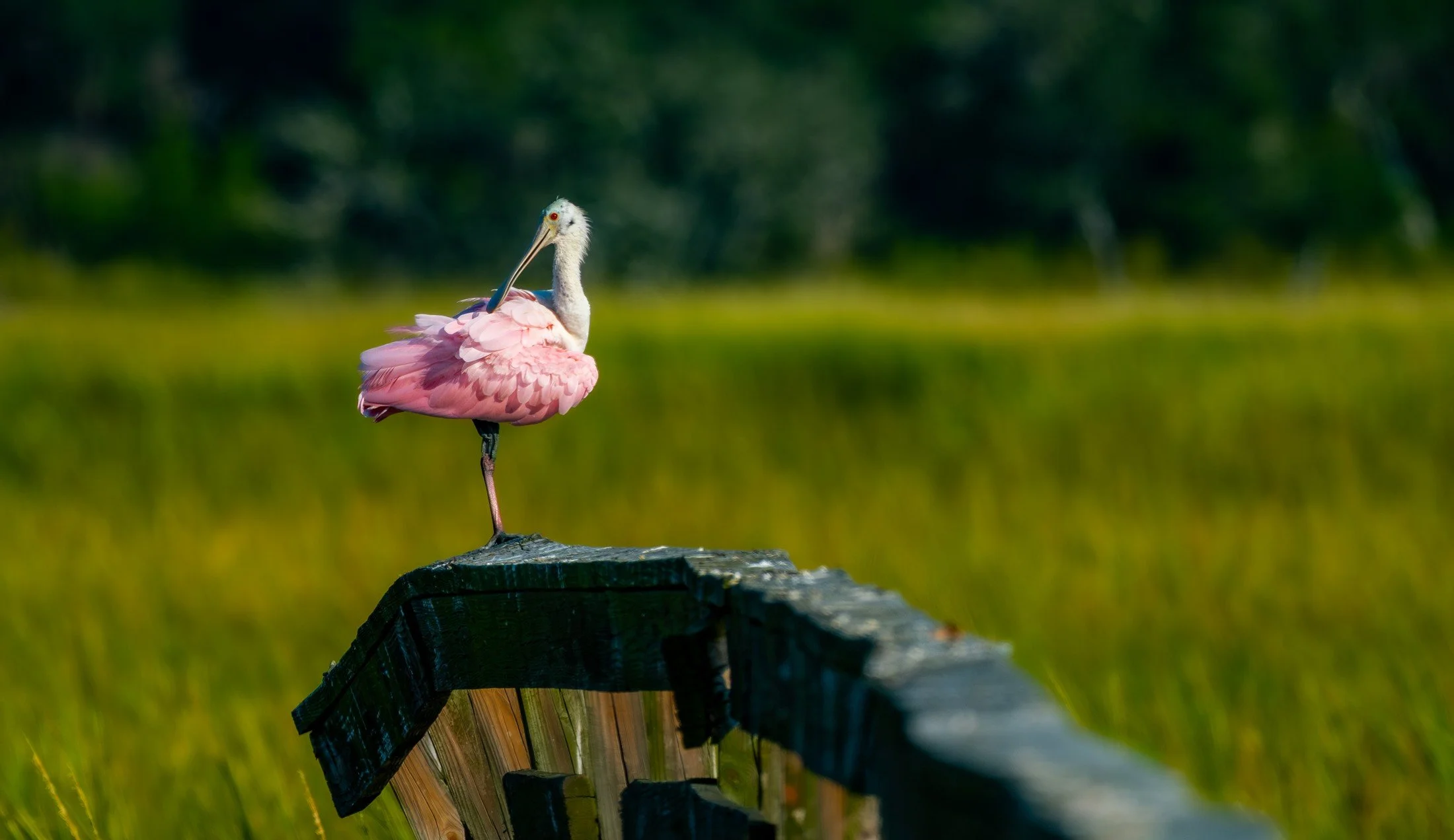 Roseate Spoonbill (Platalea ajaja) — Pink plumage stands against the deep greens of the marsh.