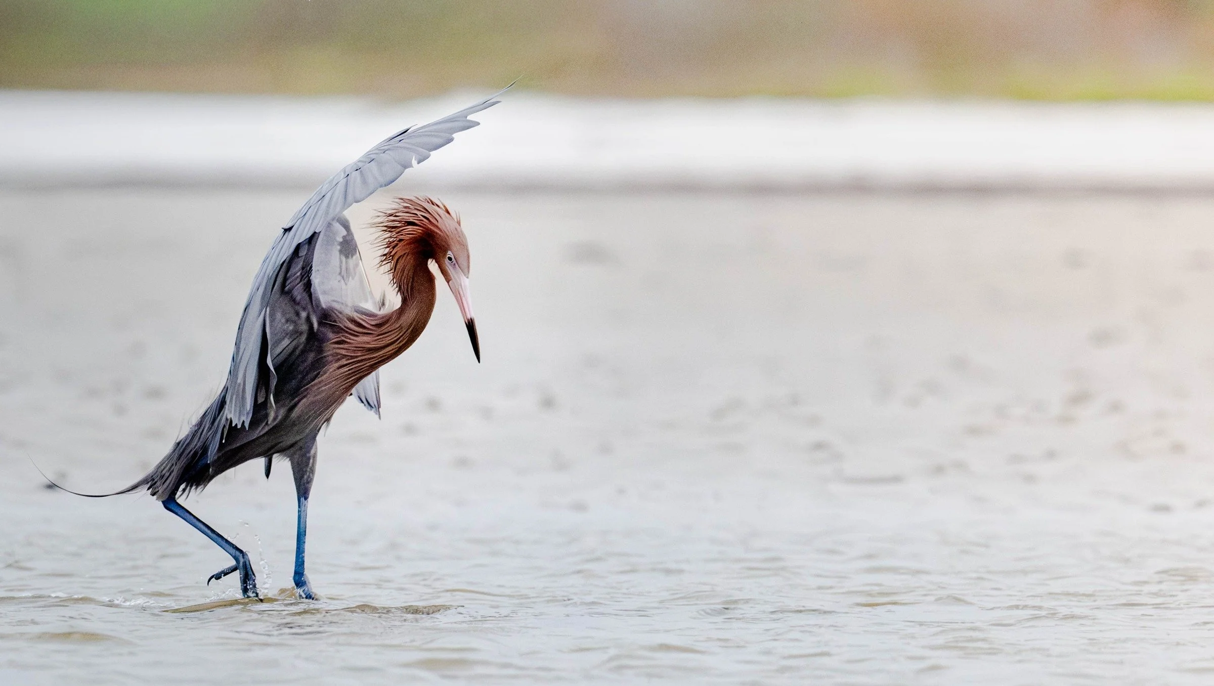 Reddish Egret (Egretta rufescens) — A raised wing and tousled head give this shallow-water encounter a sense of motion.