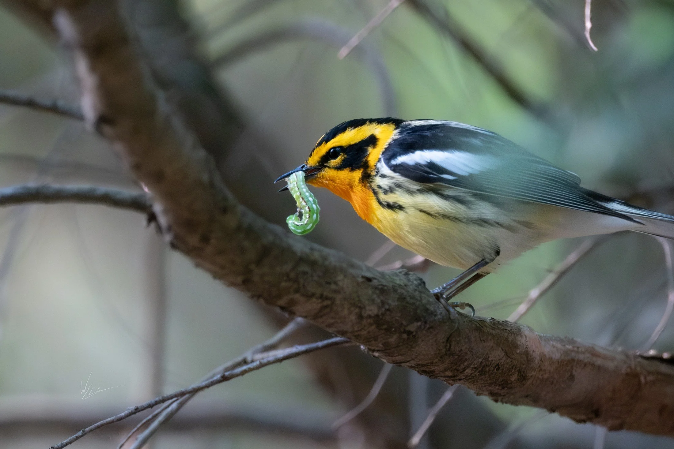 Blackburnian Warbler (Setophaga fusca) — A caterpillar in the bill turns a woodland portrait into a feeding story.