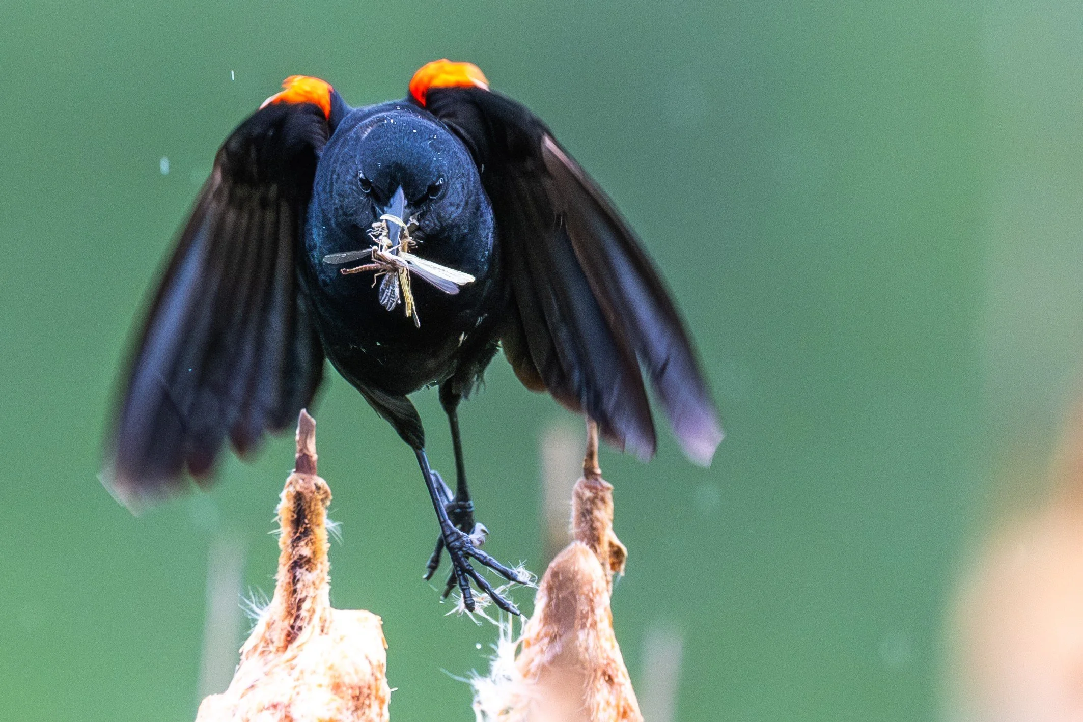 Red-winged Blackbird (Agelaius phoeniceus) — Spread wings and a captured insect reveal a brief, energetic feeding moment.