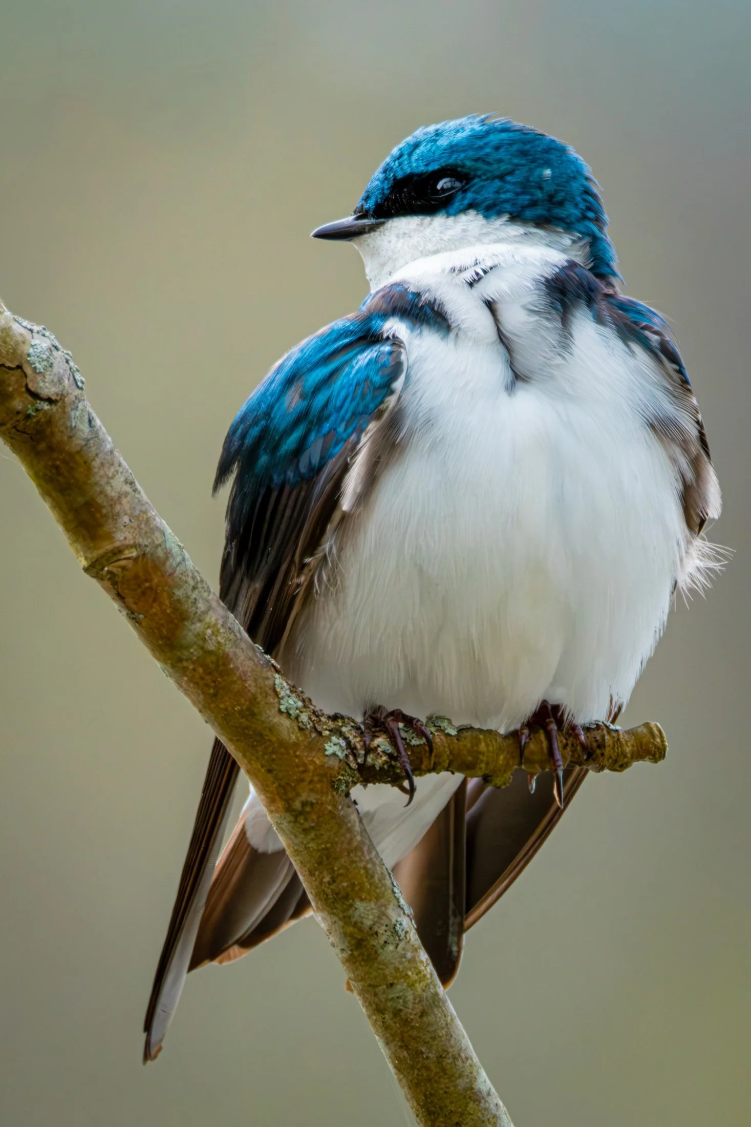 Tree Swallow (Tachycineta bicolor) — Iridescent blue meets the soft texture of a resting bird’s breast.