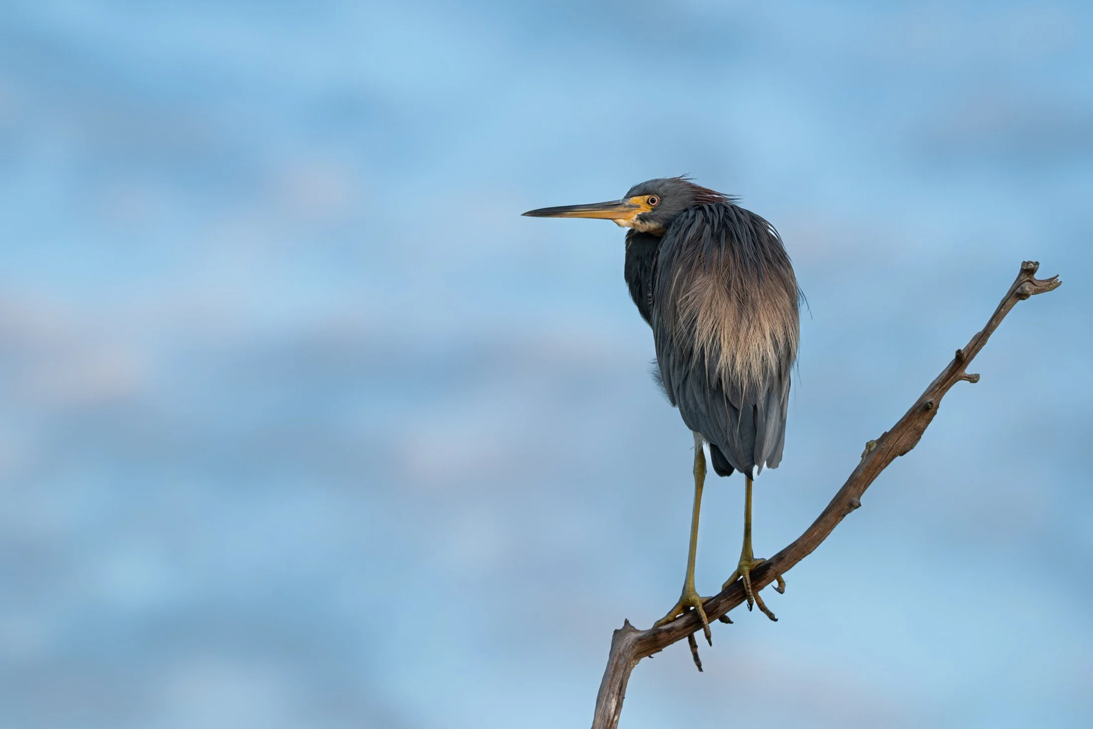 Tricolored Heron (Egretta tricolor) — Cool blue water and a delicate perch frame the heron’s long silhouette.