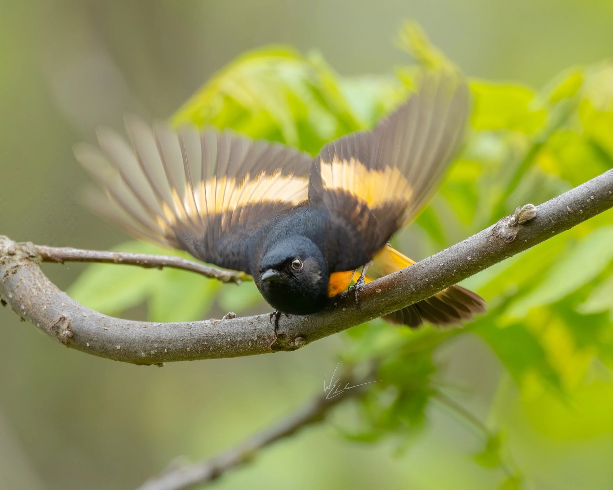 American Redstart (Setophaga ruticilla) — Fanned wings reveal flashes of orange as a redstart leans into the foliage.
