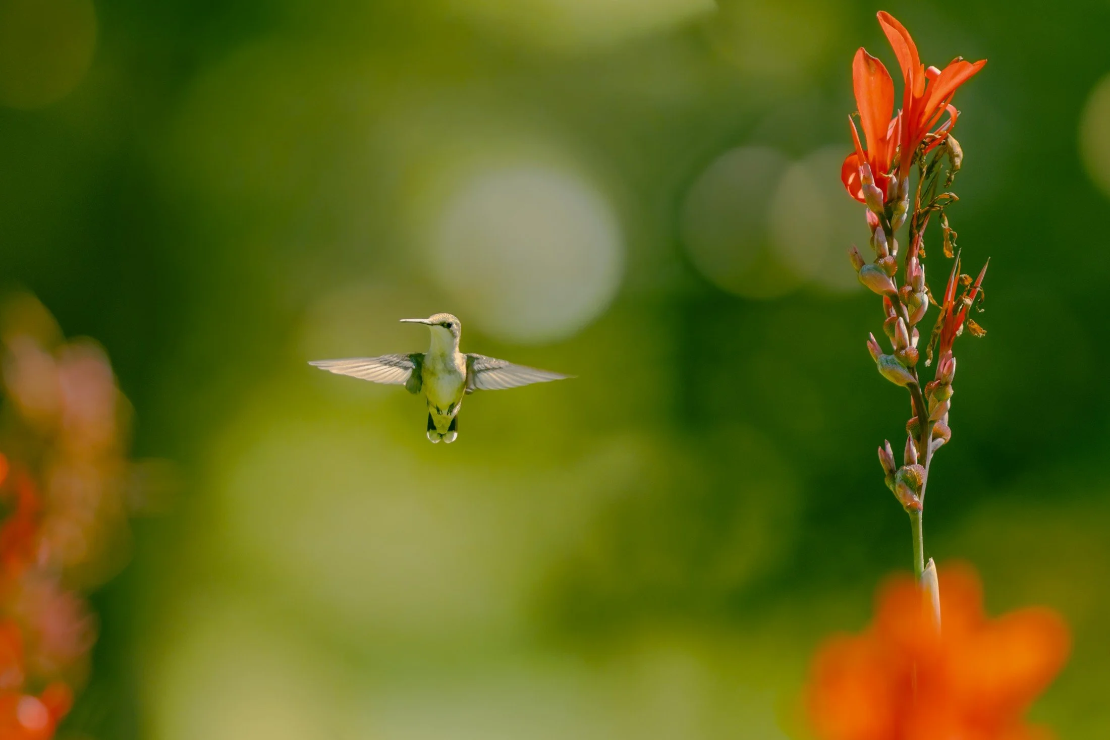 Ruby-throated Hummingbird (Archilochus colubris) — A hummingbird hangs between red flowers, with room around it to feel the flight.