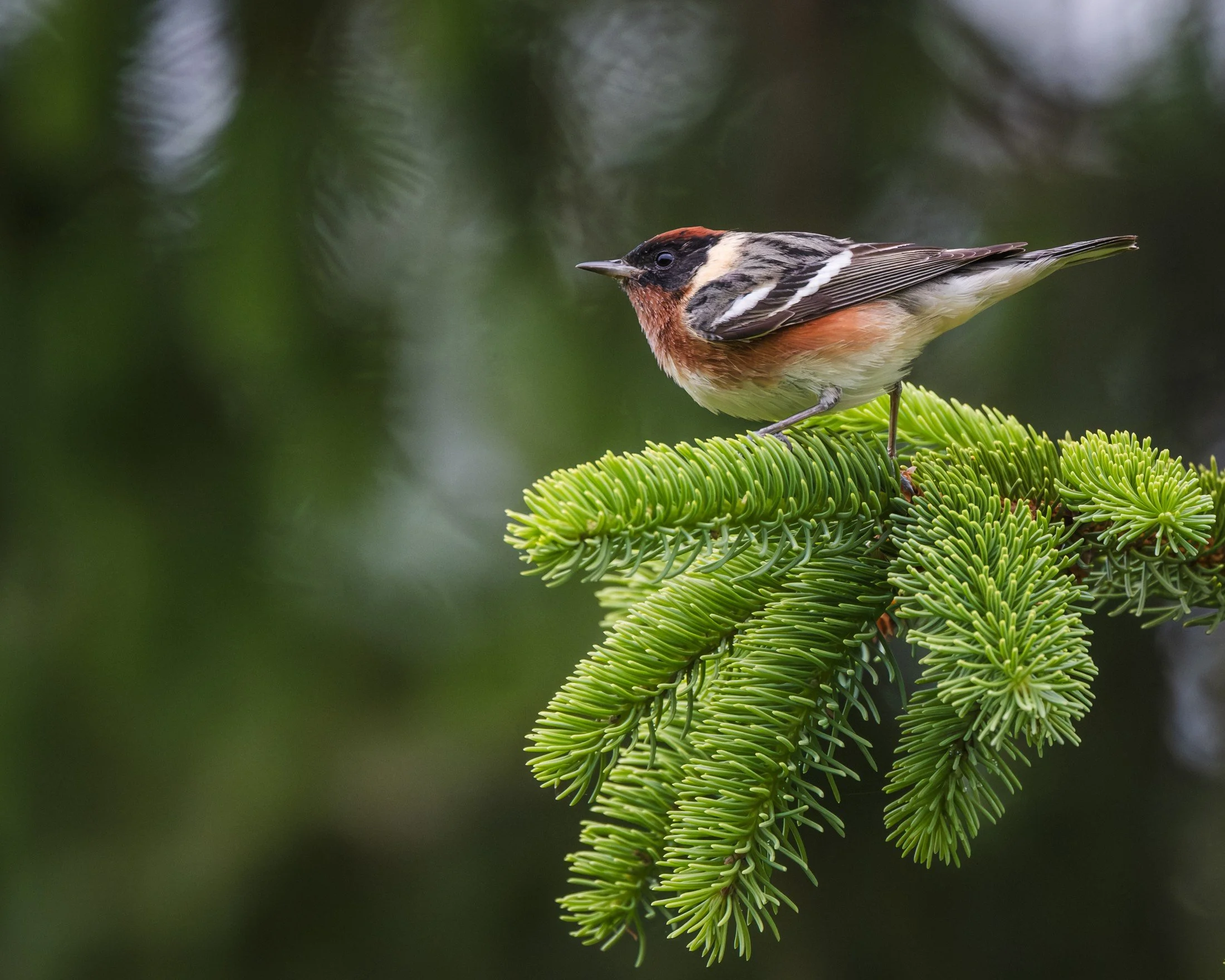 Bay-breasted Warbler (Setophaga castanea) — Warm chestnut plumage appears between the branches of an evergreen.