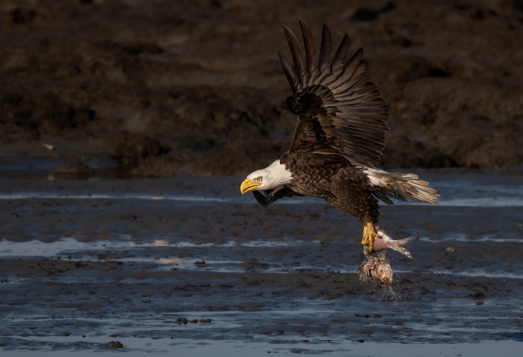 Bald Eagle (Haliaeetus leucocephalus) — A young eagle spreads its wings in the moment before landing.