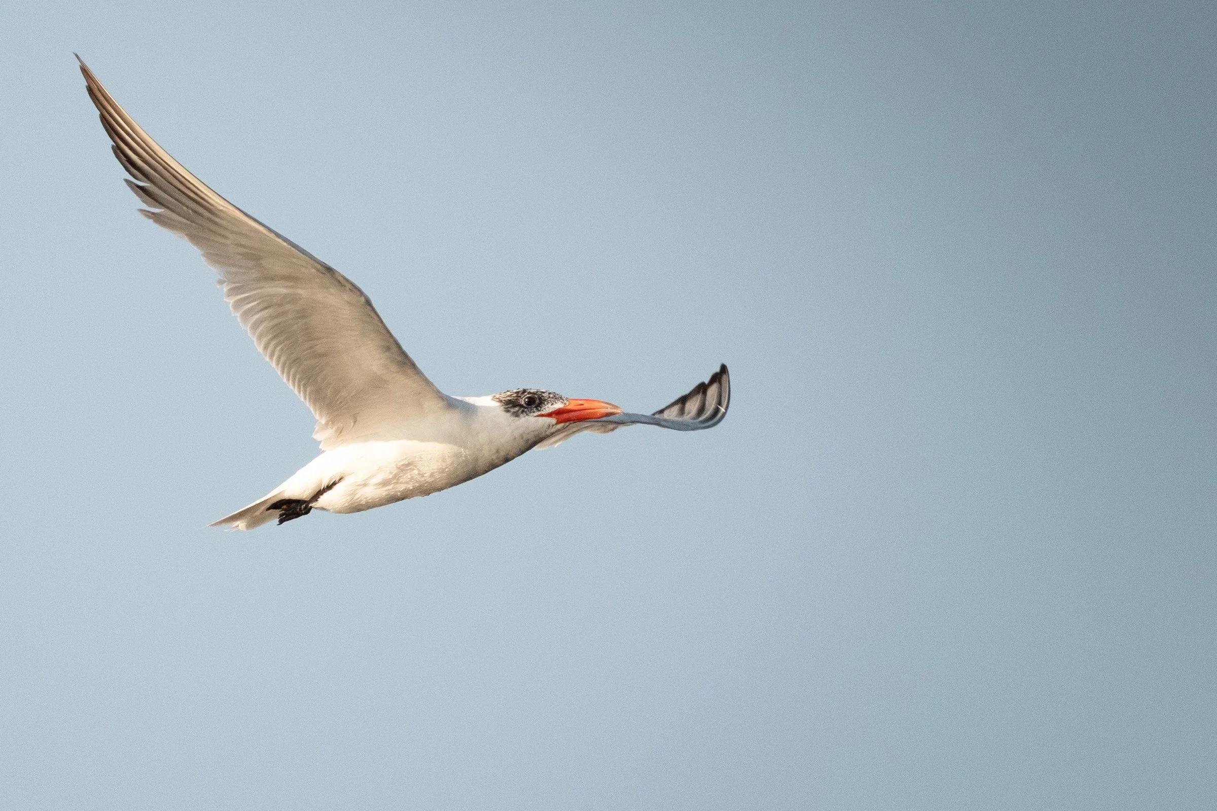 Caspian Tern (Hydroprogne caspia) — A Caspian Tern carries a fish beneath one raised wing across a pale sky.