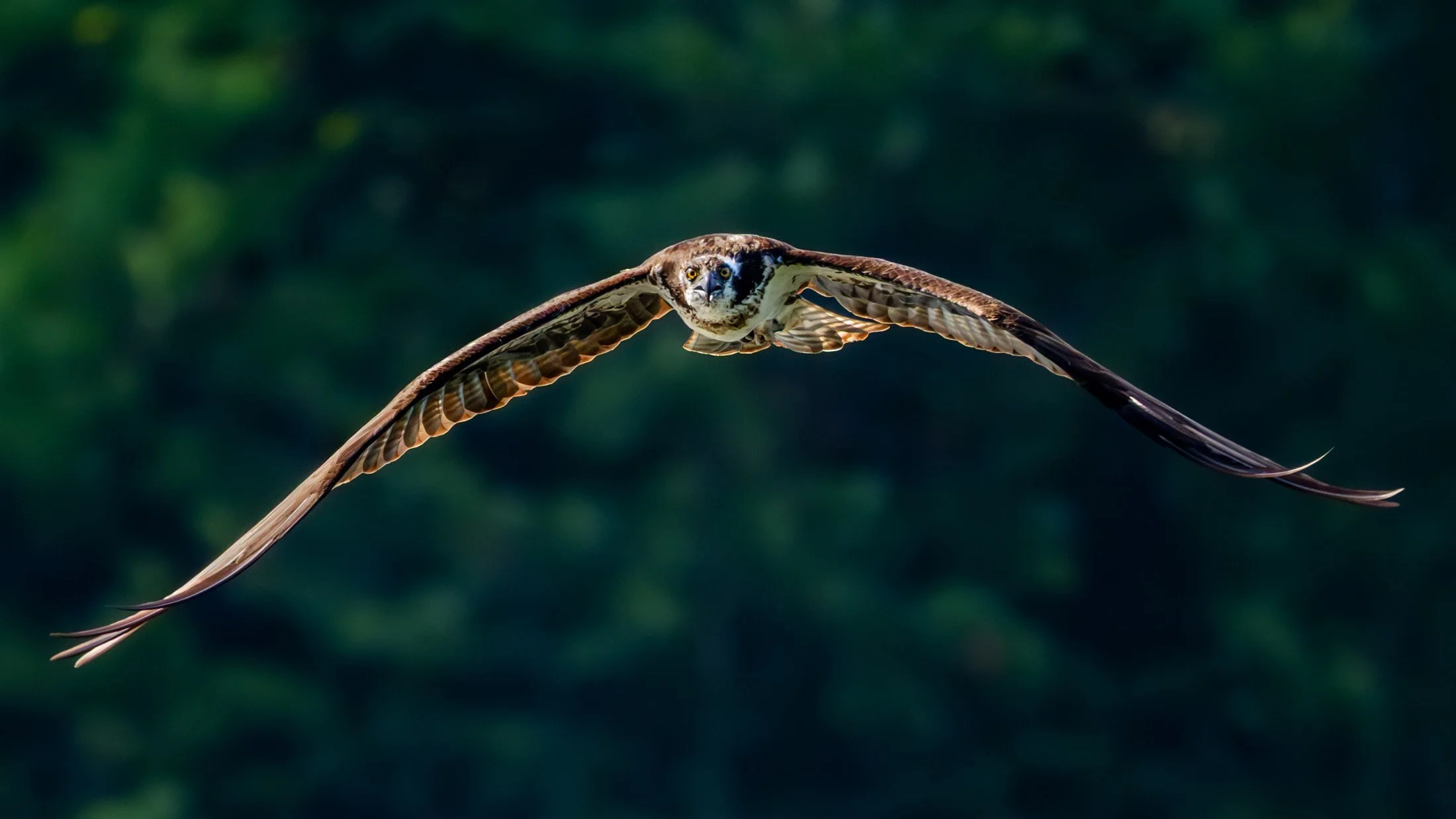 Red-shouldered Hawk (Buteo lineatus) — A head-on flight turns a woodland raptor into a study of symmetry.