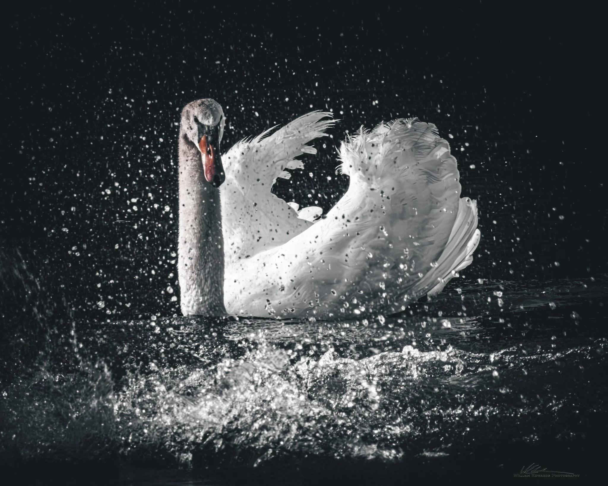 Mute Swan (Cygnus olor) — Water droplets surround a bathing swan in a dramatic burst of light.