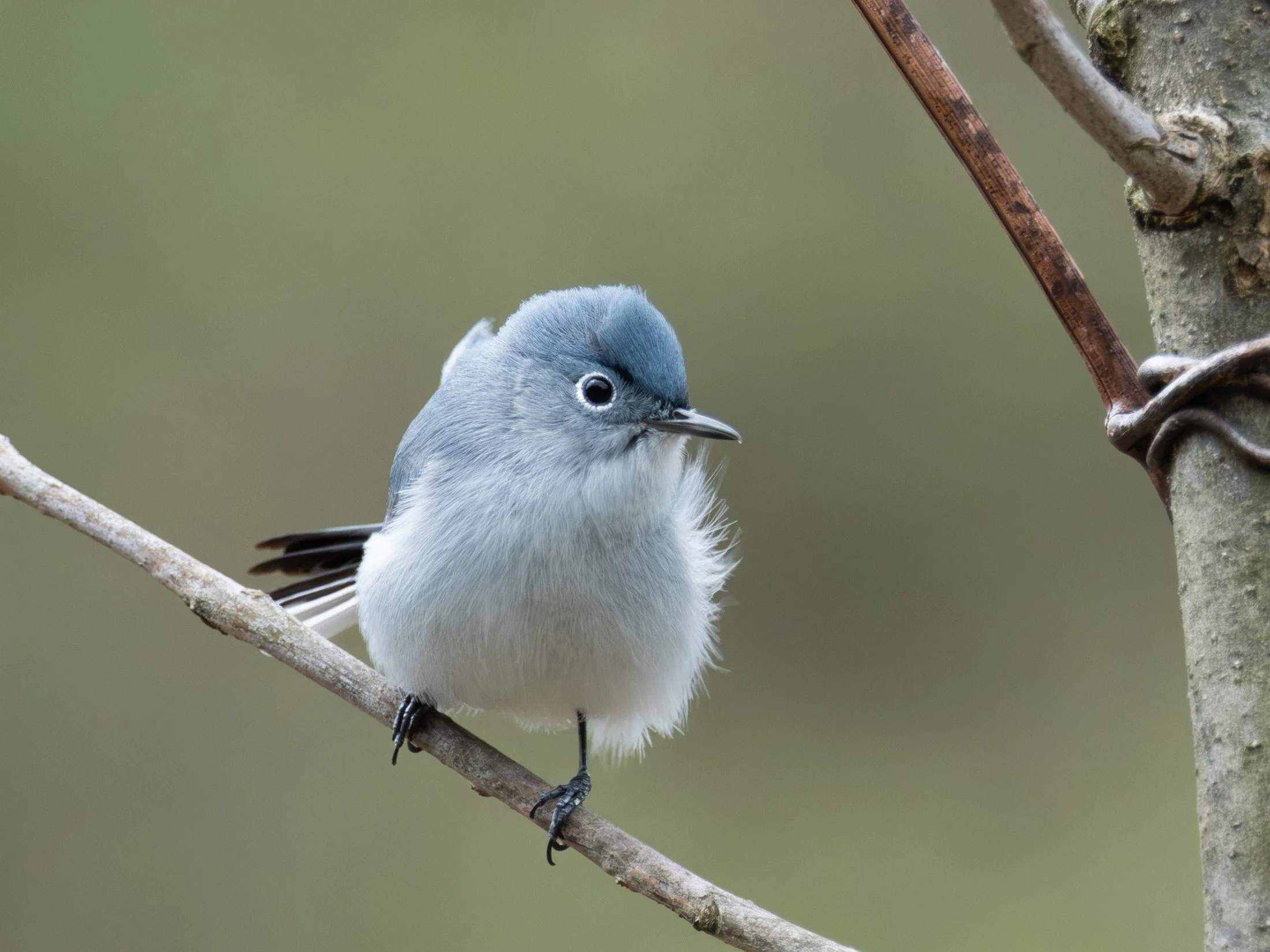Blue-gray Gnatcatcher (Polioptila caerulea) — Fluffed feathers give a familiar woodland bird an unexpectedly gentle presence.