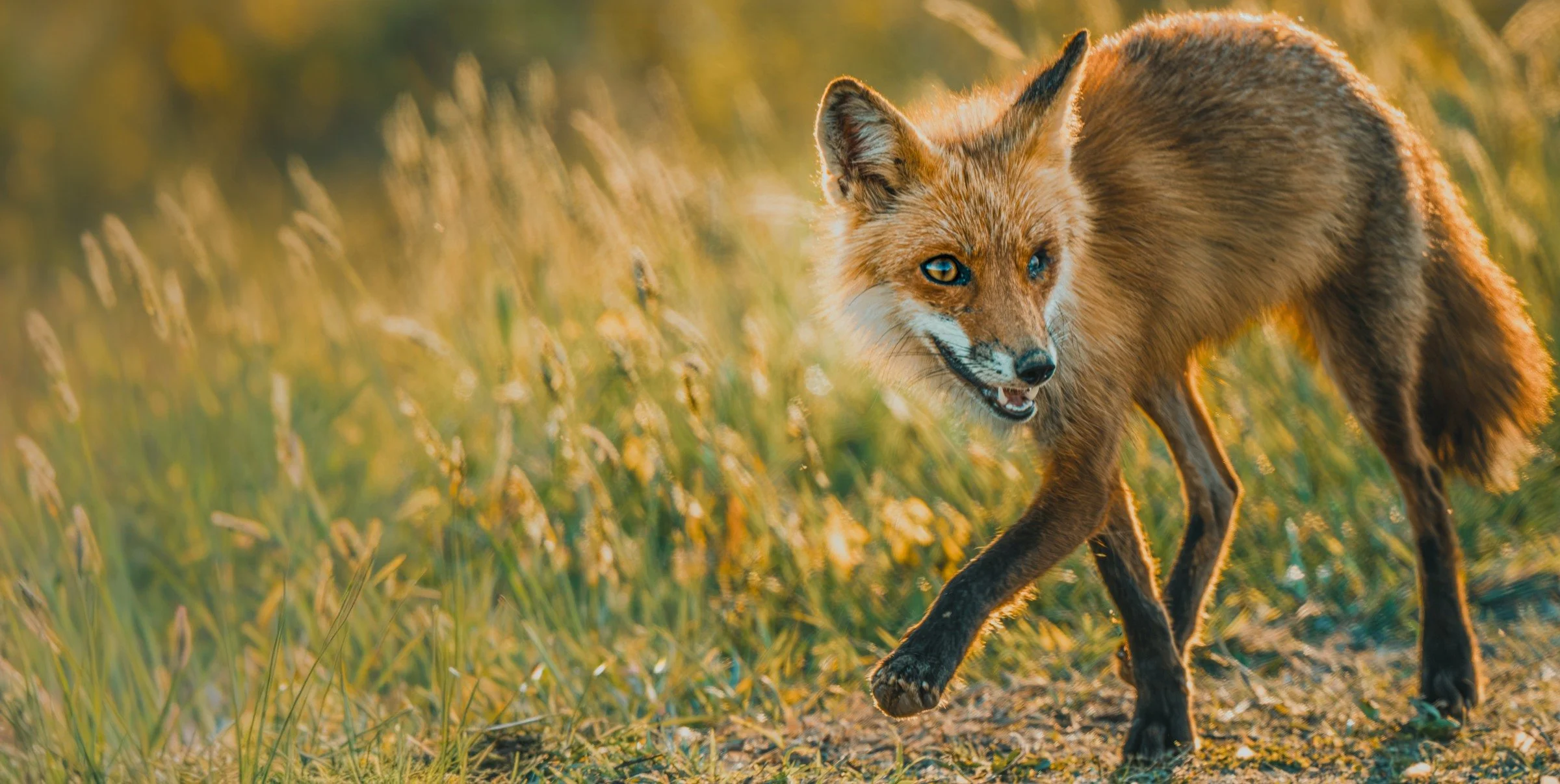 Red Fox (Vulpes vulpes) — A fox steps through warm grass with its attention fixed ahead.