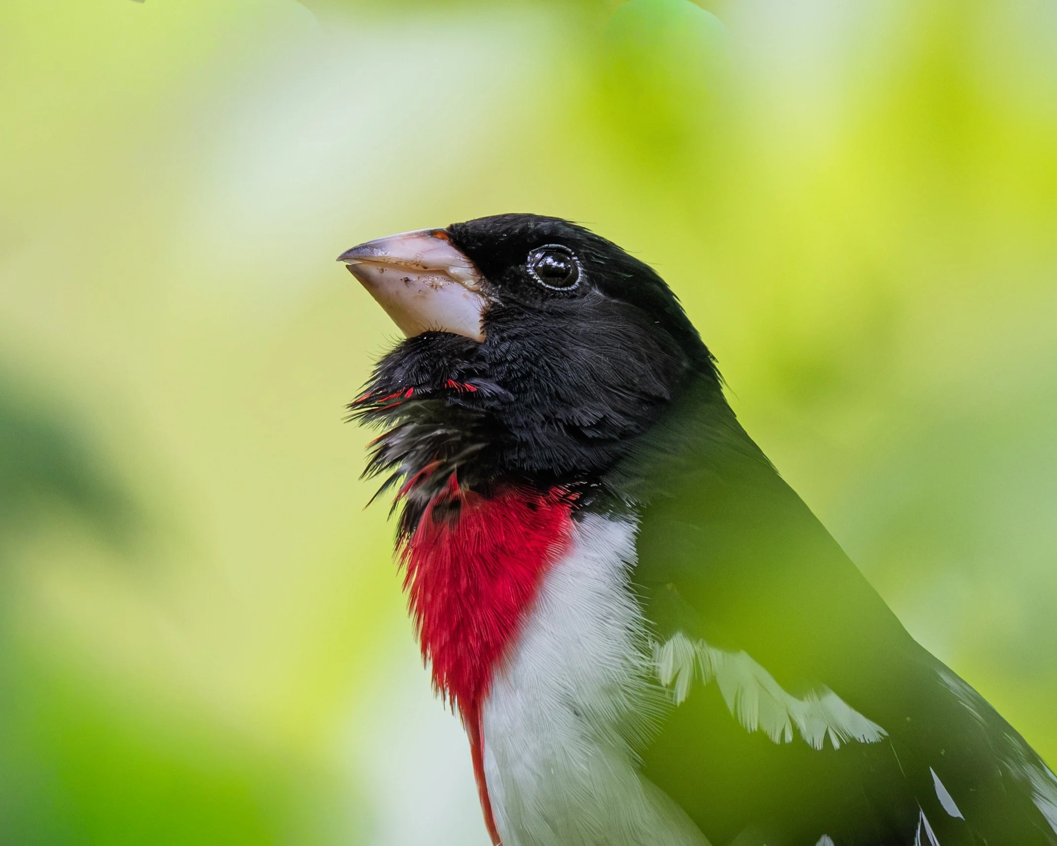 Rose-breasted Grosbeak (Pheucticus ludovicianus) — A rose-red breast and strong bill hold the eye in a close portrait.