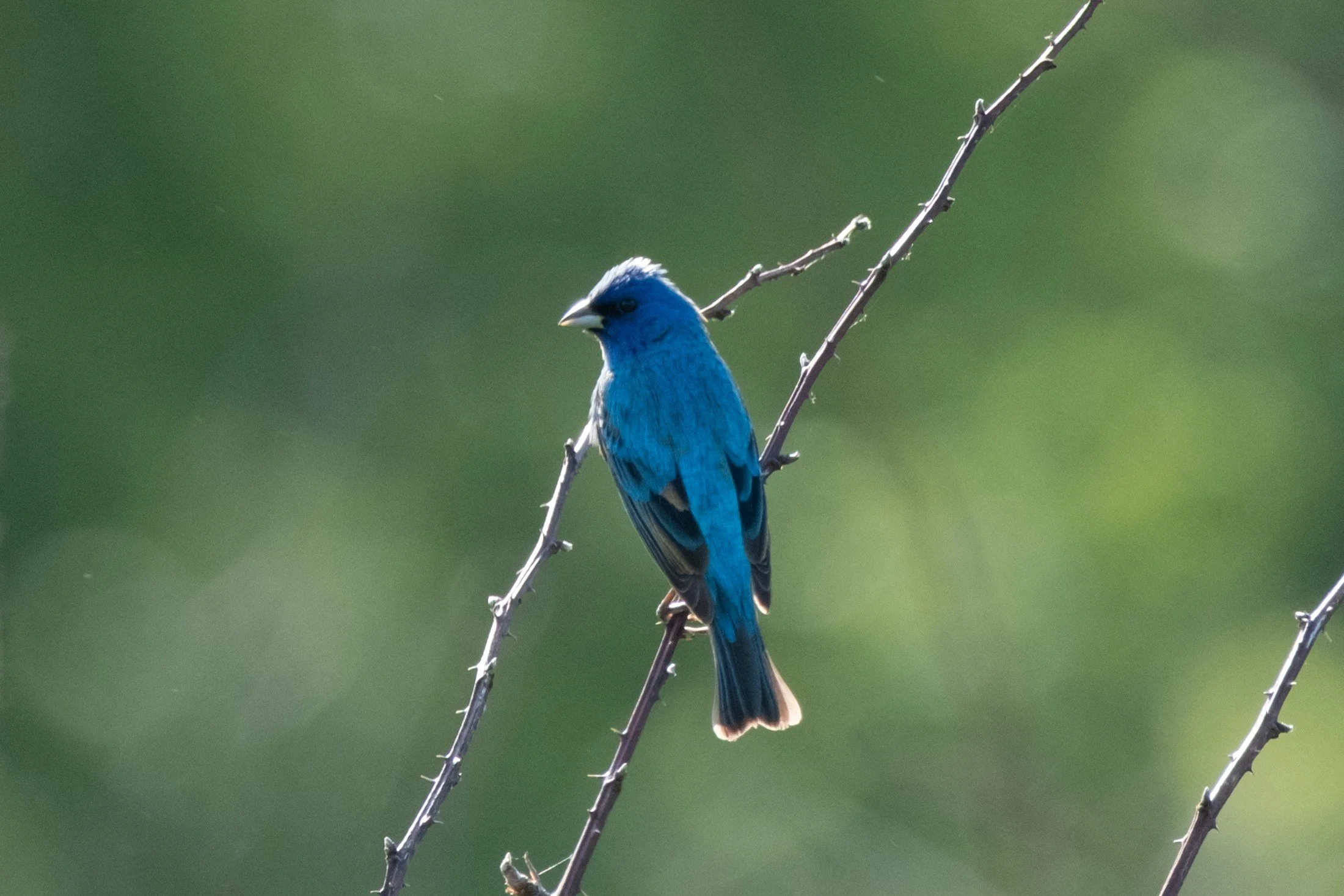 Indigo Bunting (Passerina cyanea) — Blue plumage rests against the soft greens of an open branch.
