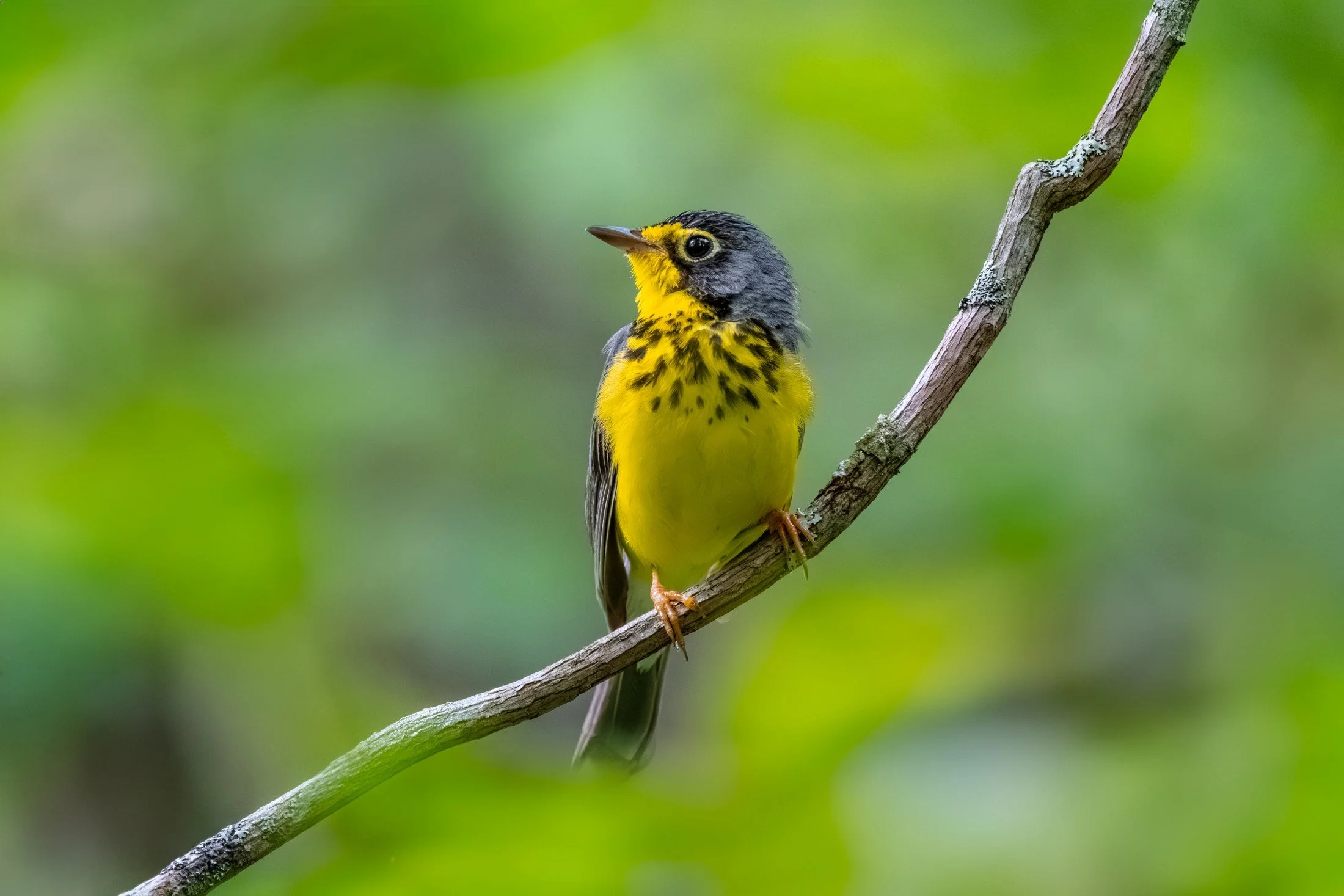 Canada Warbler (Cardellina canadensis) — A small yellow songbird framed by a clean sweep of green.
