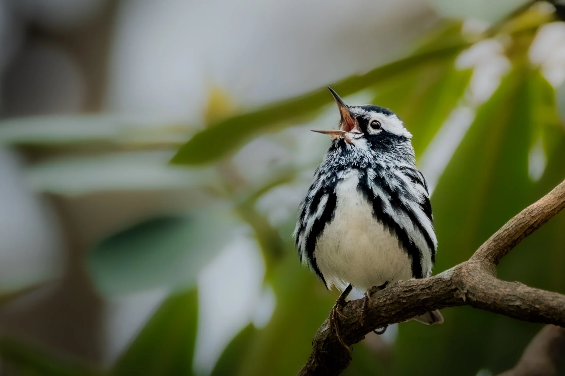 Black-and-white Warbler (Mniotilta varia) — A lifted bill and striped breast give a quiet perch a sense of anticipation.