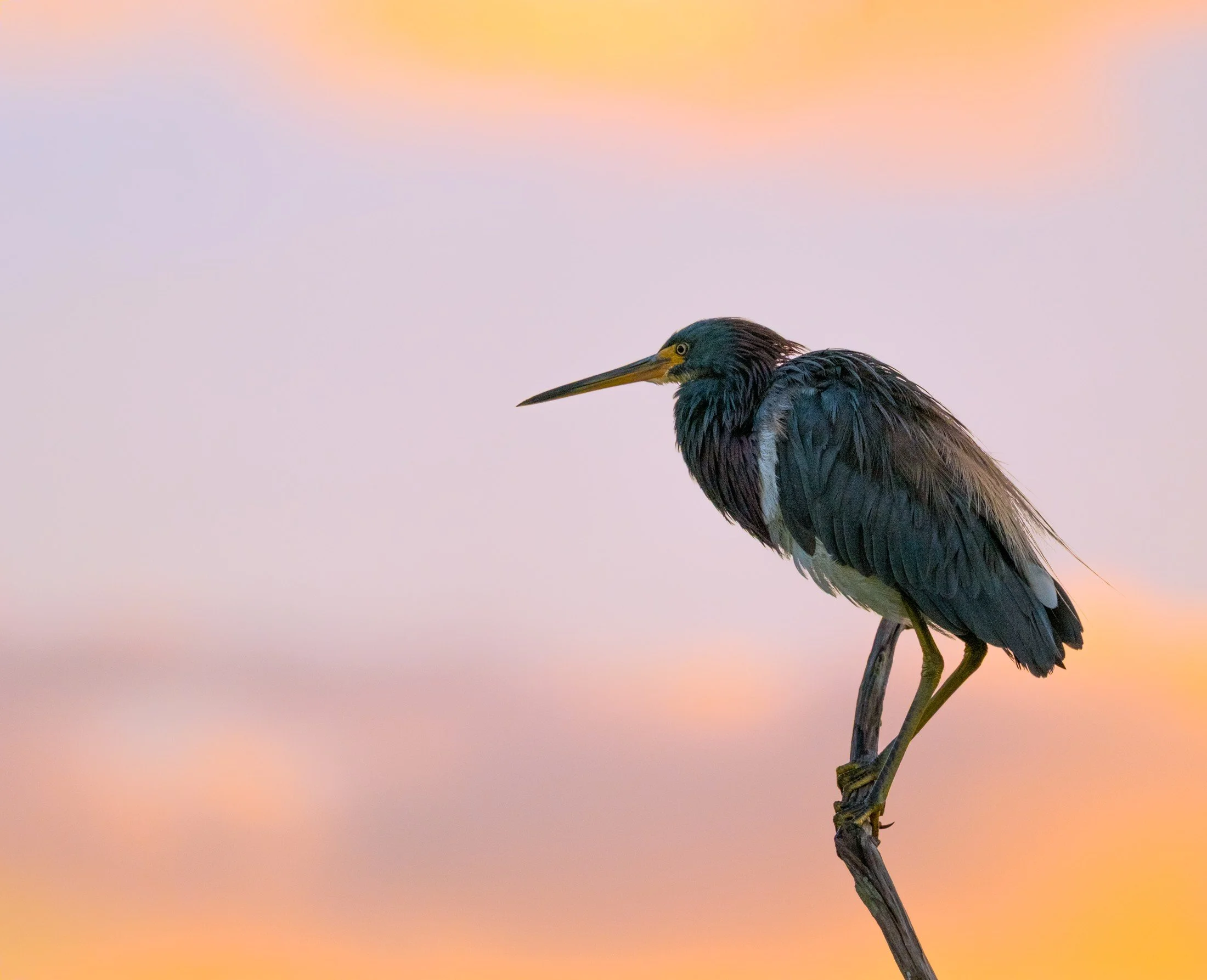 Great Blue Heron (Ardea herodias) — Pastel evening light surrounds a heron balanced on a narrow perch.