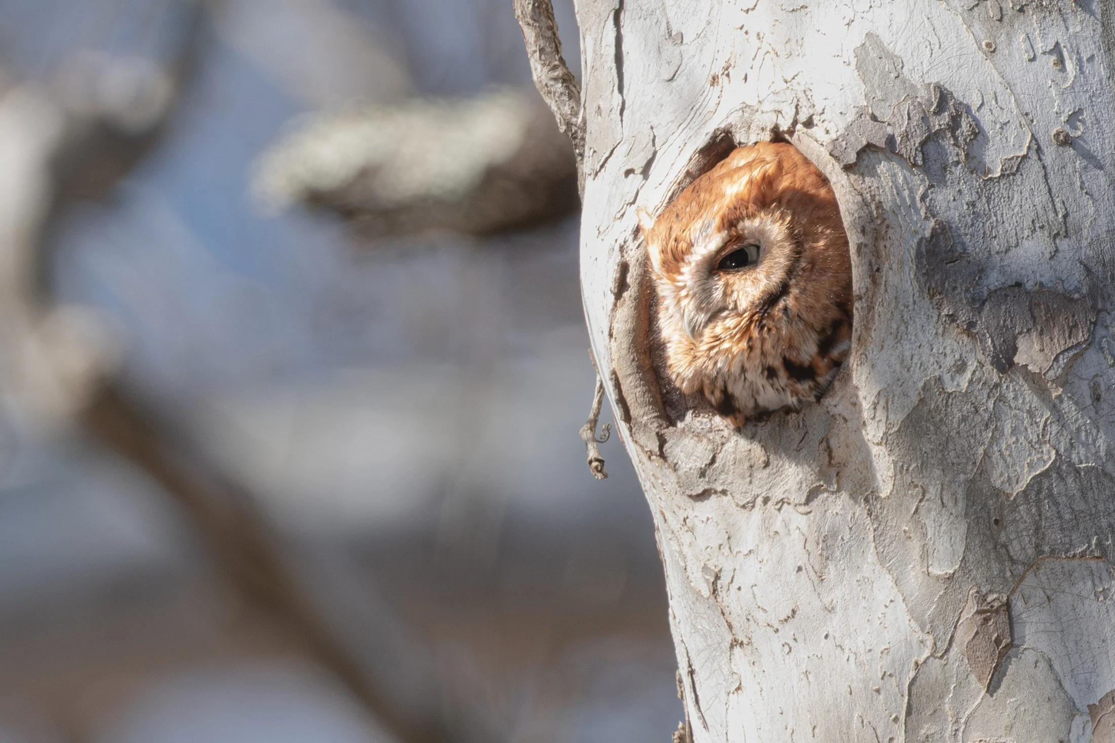 Eastern Screech-Owl (Megascops asio) — A reddish owl peers from a tree cavity, its face framed by pale bark.
