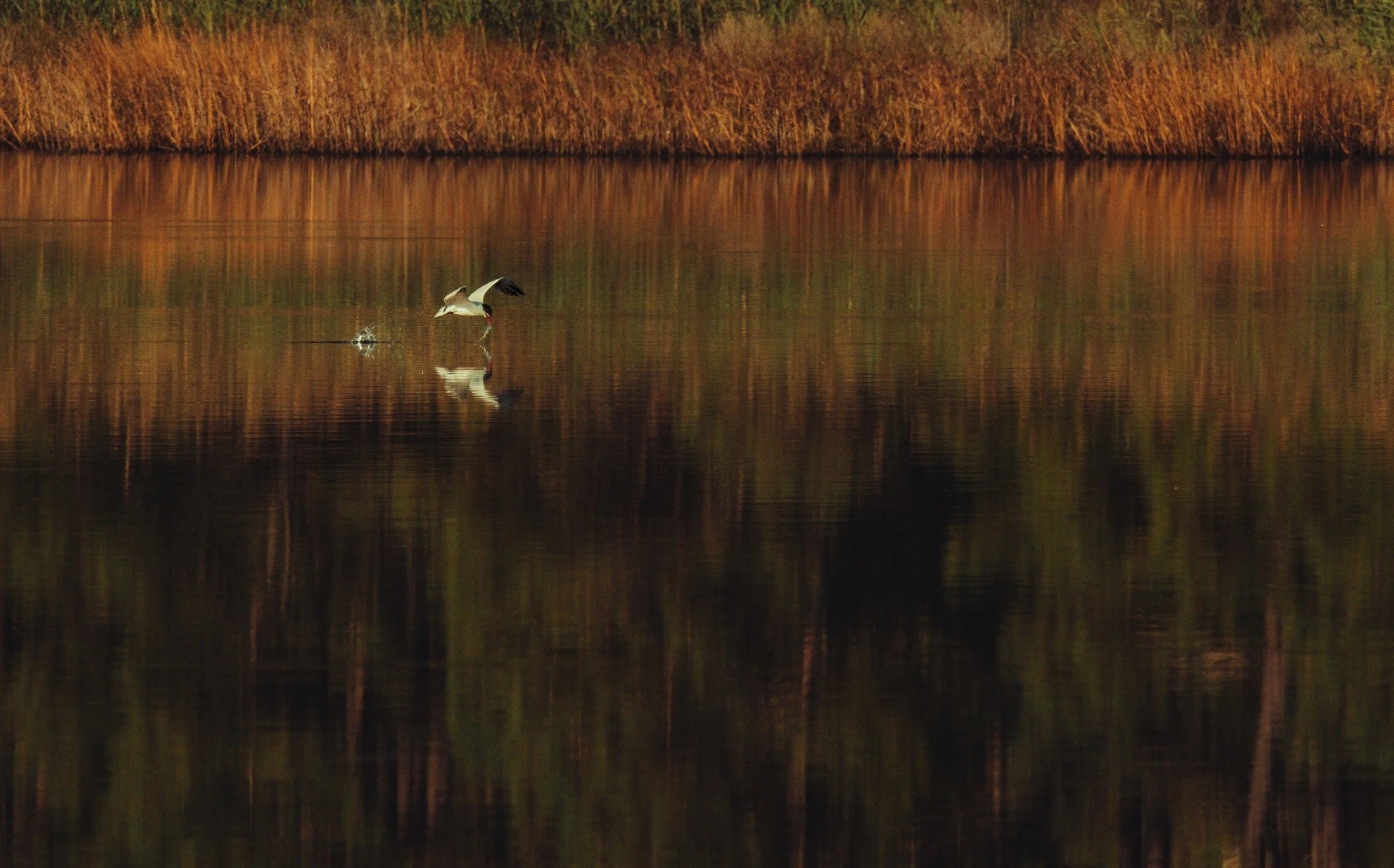 Black Skimmer (Rynchops niger) — A small skimmer and its reflection sit within a wide field of wetland color.