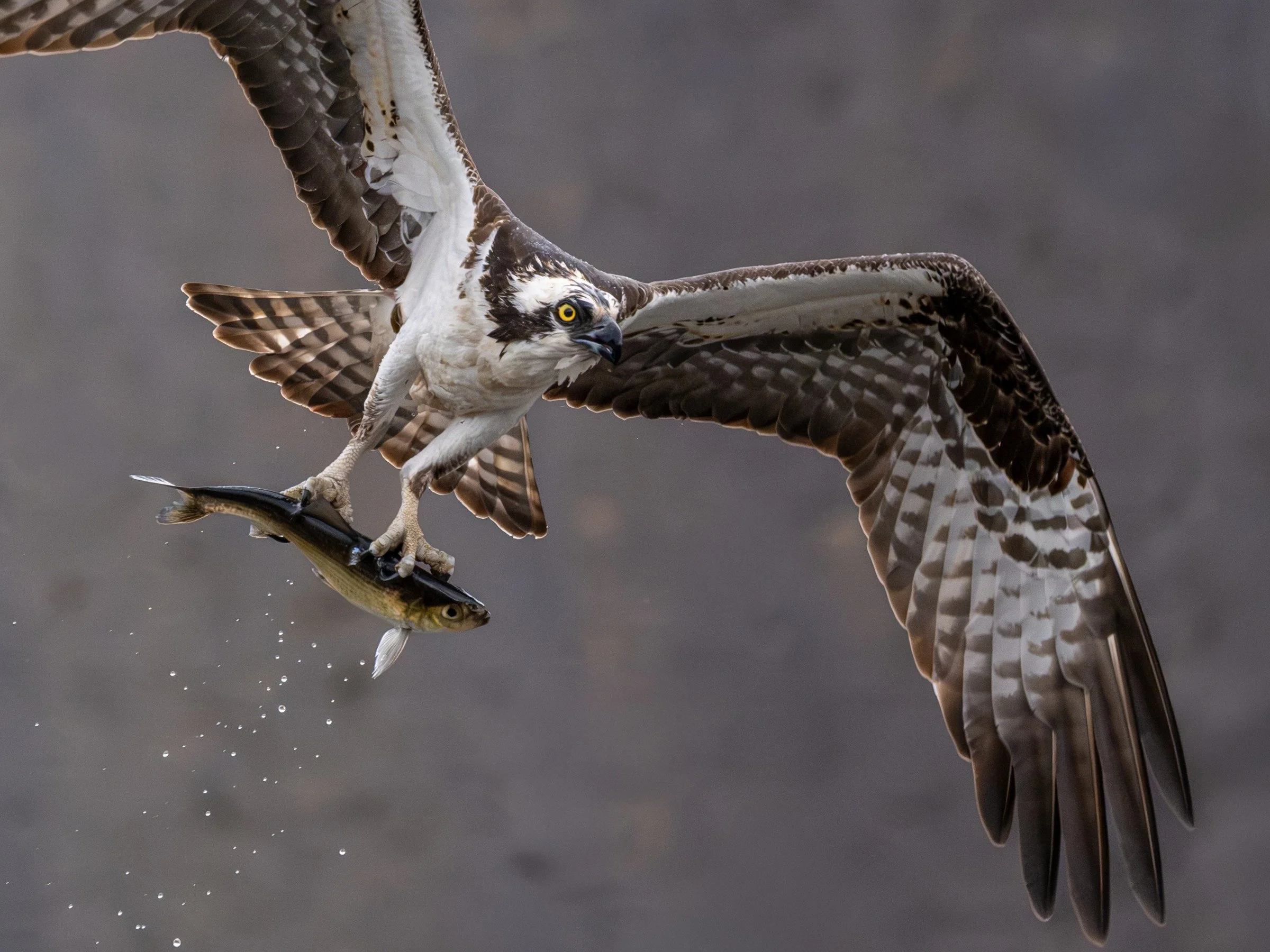Osprey (Pandion haliaetus) — A fish held firmly in its talons gives this close flight portrait its dramatic focus.