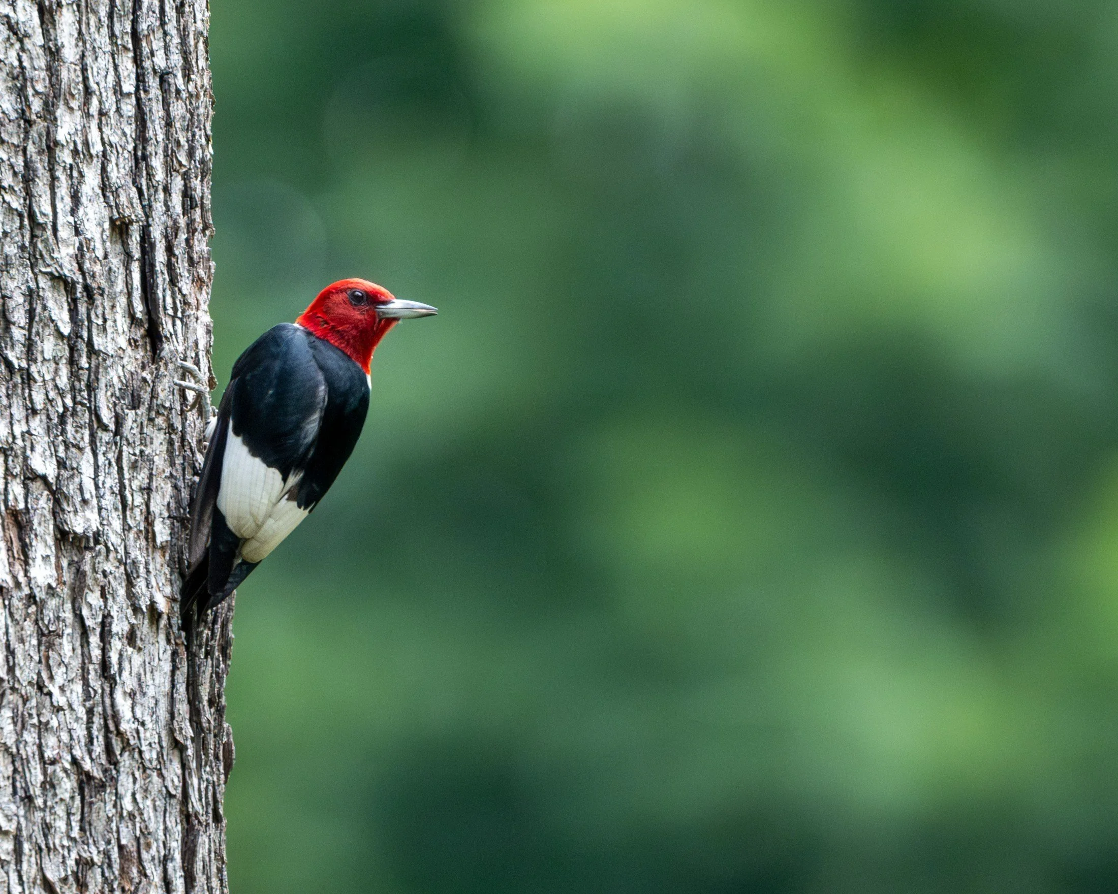 Red-headed Woodpecker (Melanerpes erythrocephalus) — Red, black, and white stand out against the texture of a tree trunk.