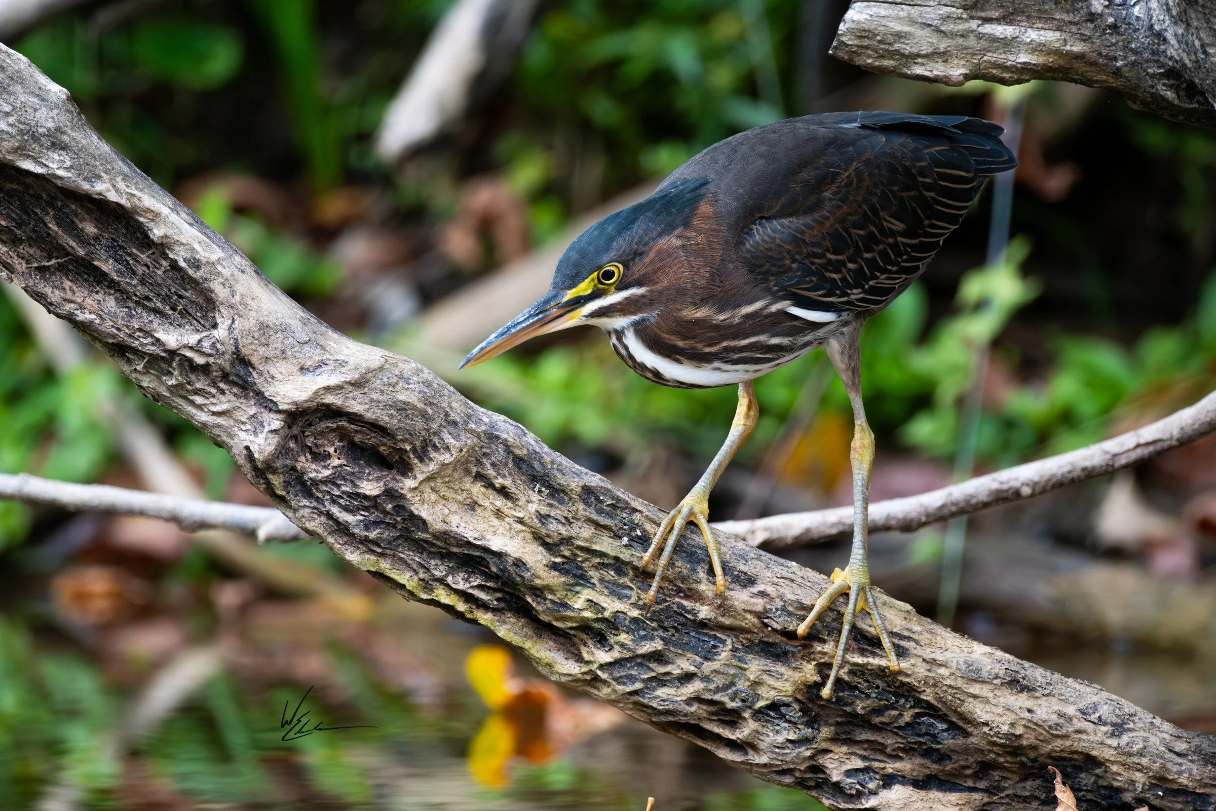 Green Heron (Butorides virescens) — A Green Heron leans along a weathered branch, its yellow eye fixed ahead.