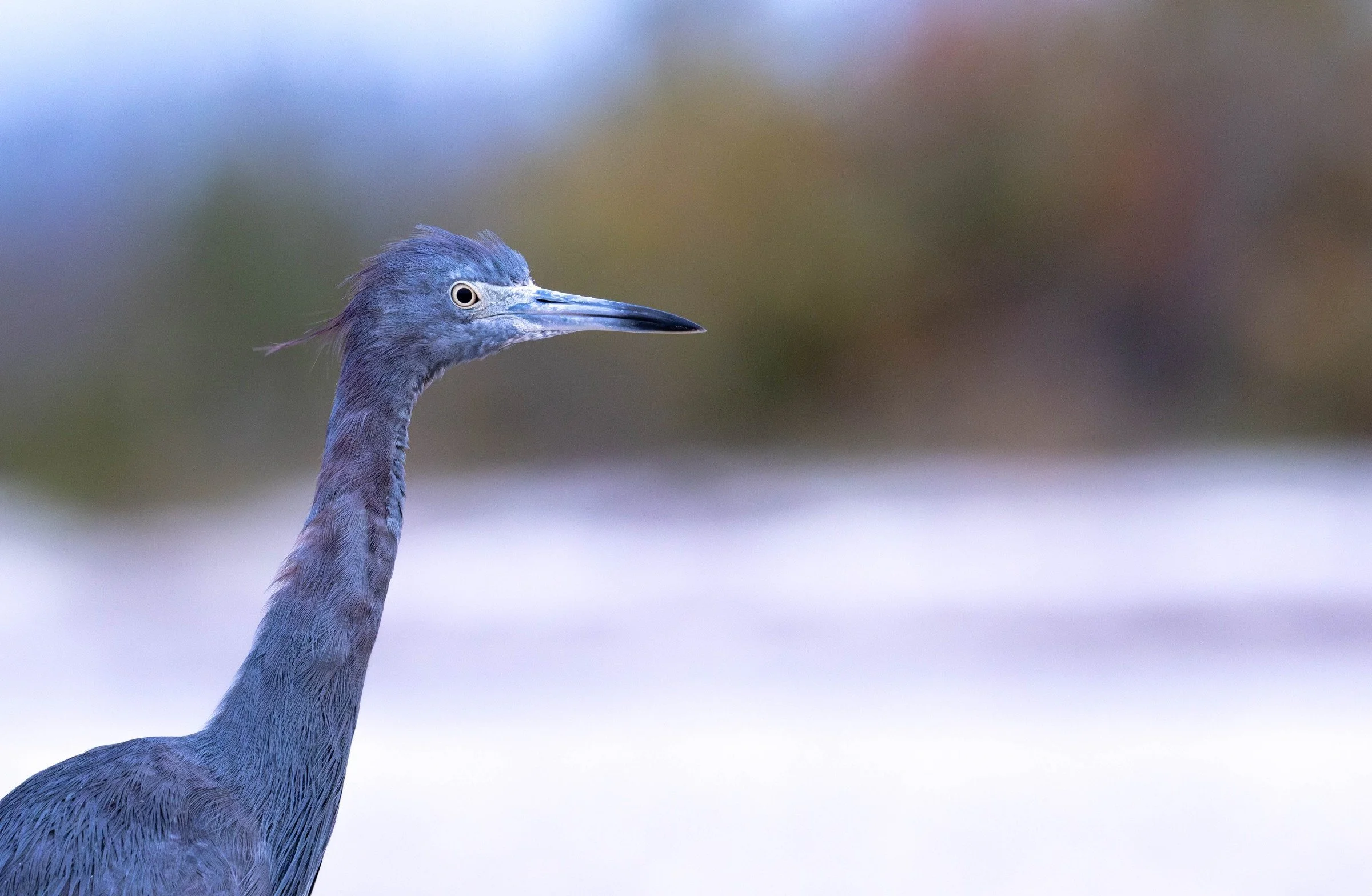 Little Blue Heron (Egretta caerulea) — A pale eye and blue-gray bill stand out in a close coastal portrait.