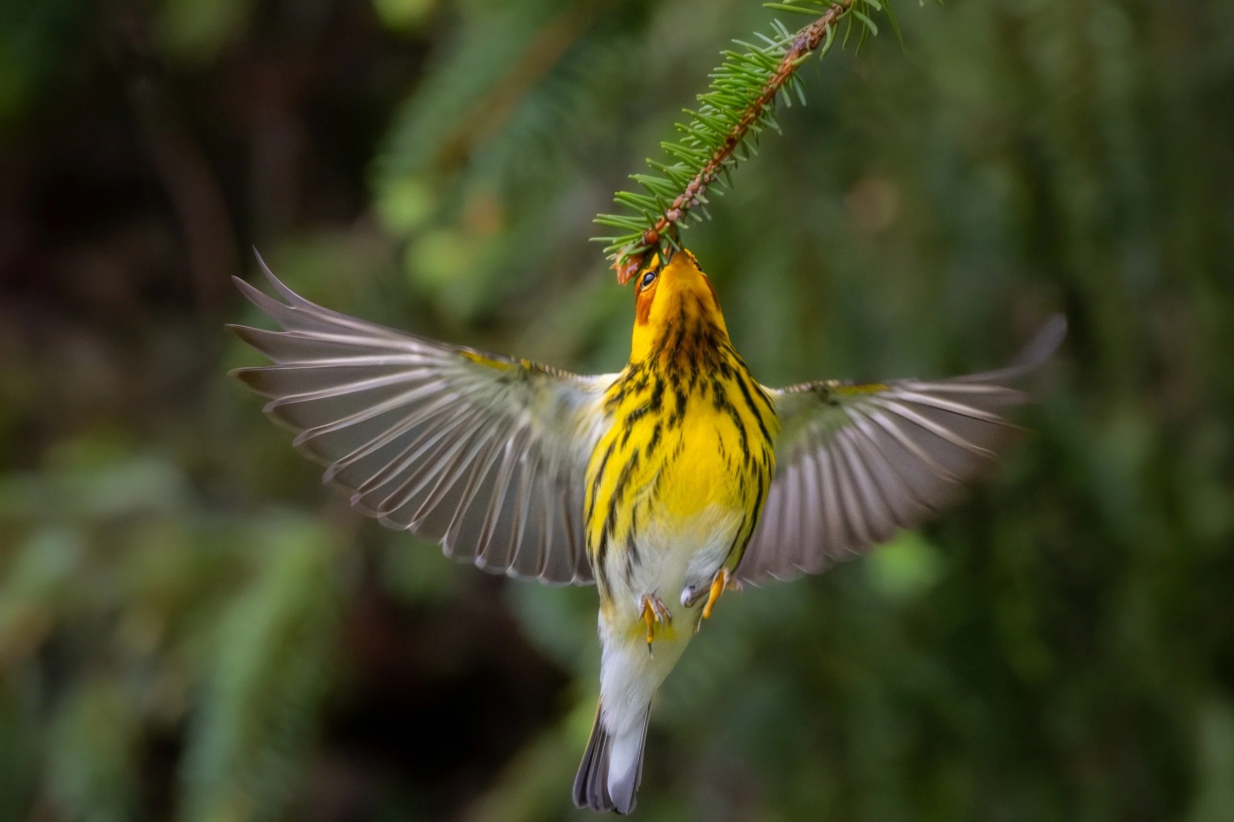 Cape May Warbler (Setophaga tigrina) — Outstretched wings reveal delicate feather detail beneath an evergreen tip.
