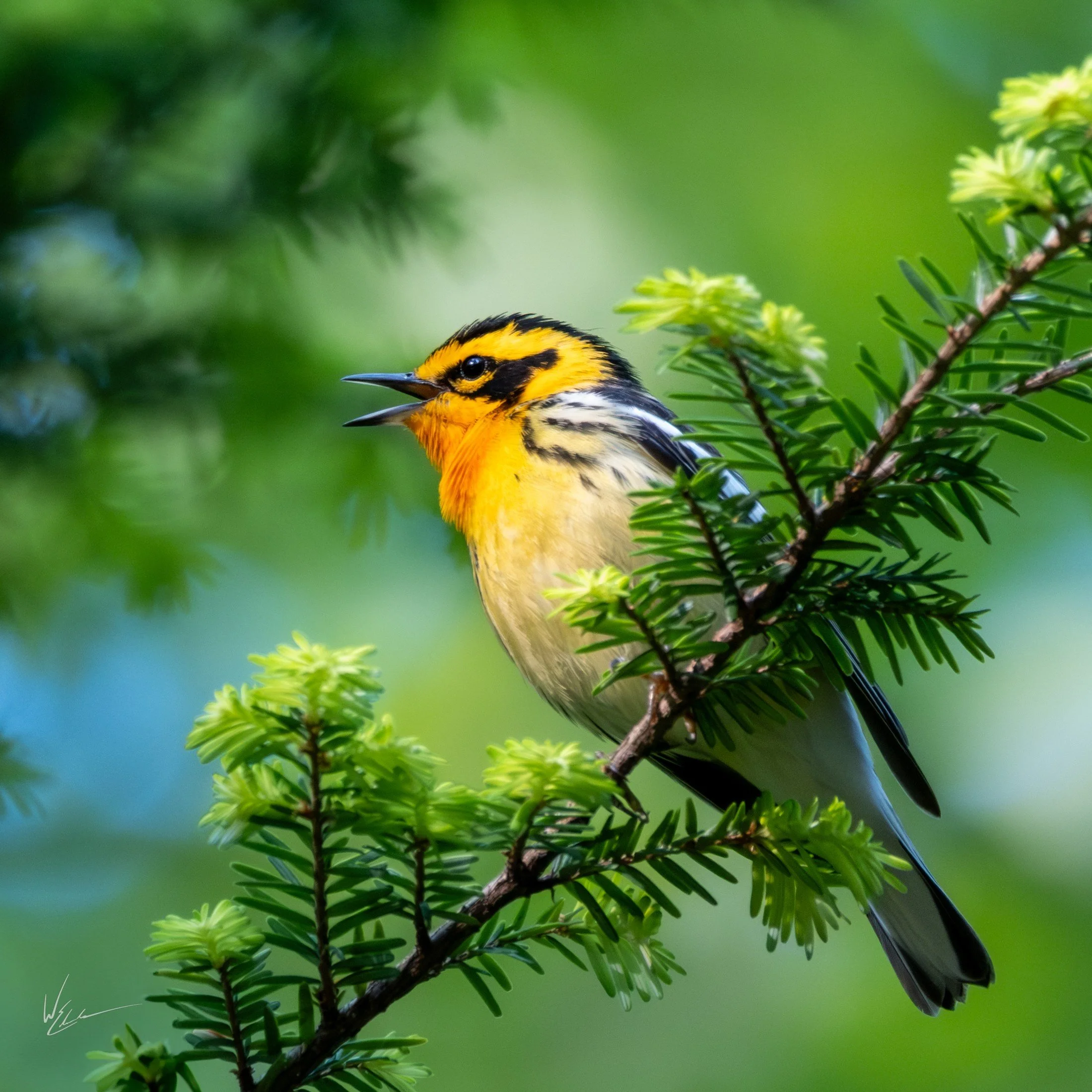 Blackburnian Warbler singing from an evergreen branch — William Edwards Photography