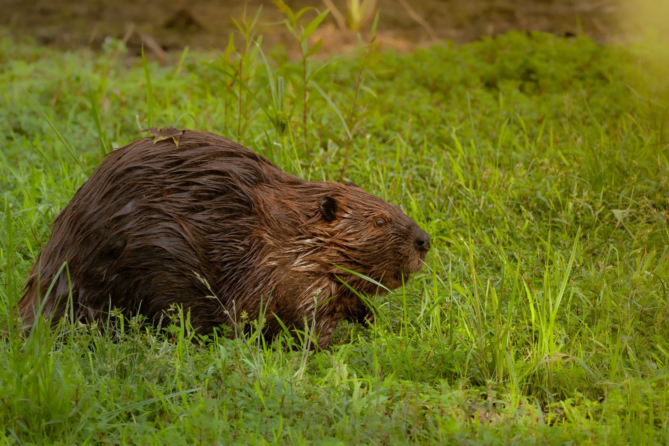 American Beaver (Castor canadensis) — A beaver feeds at the grassy edge of the water.