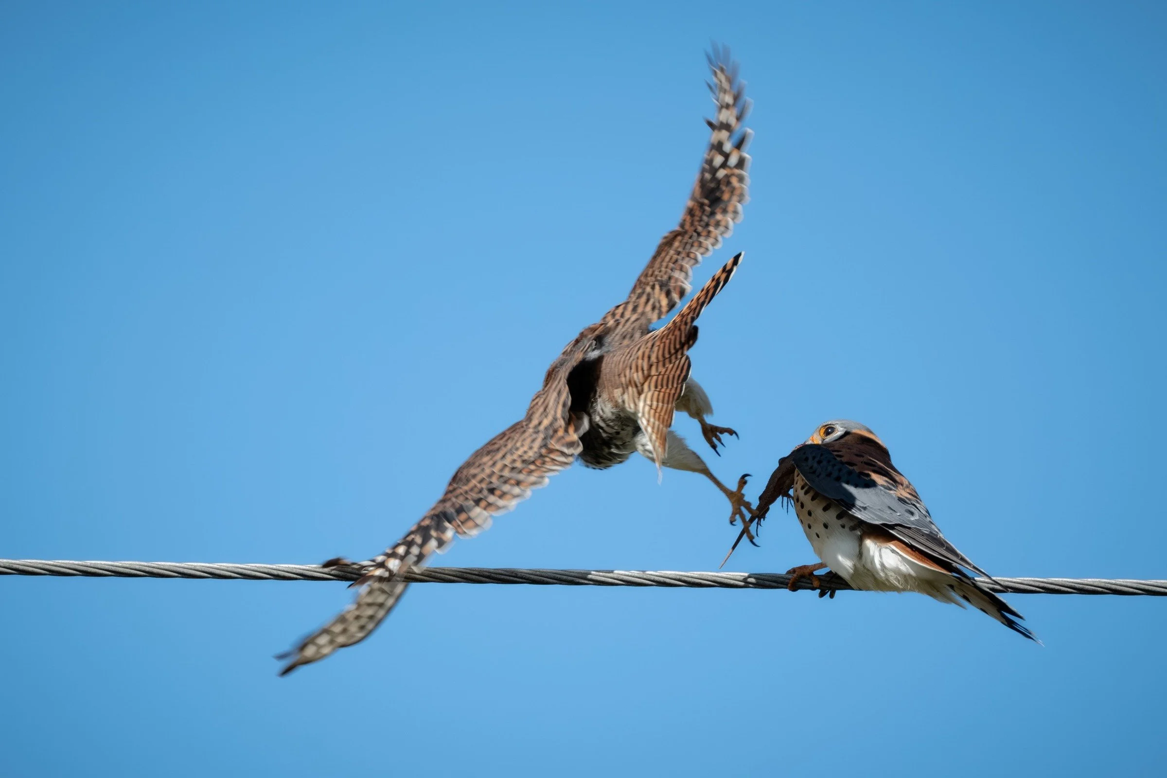 American Kestrel (Falco sparverius) — A midair handoff: one American Kestrel passes a lizard to another perched on a wire.