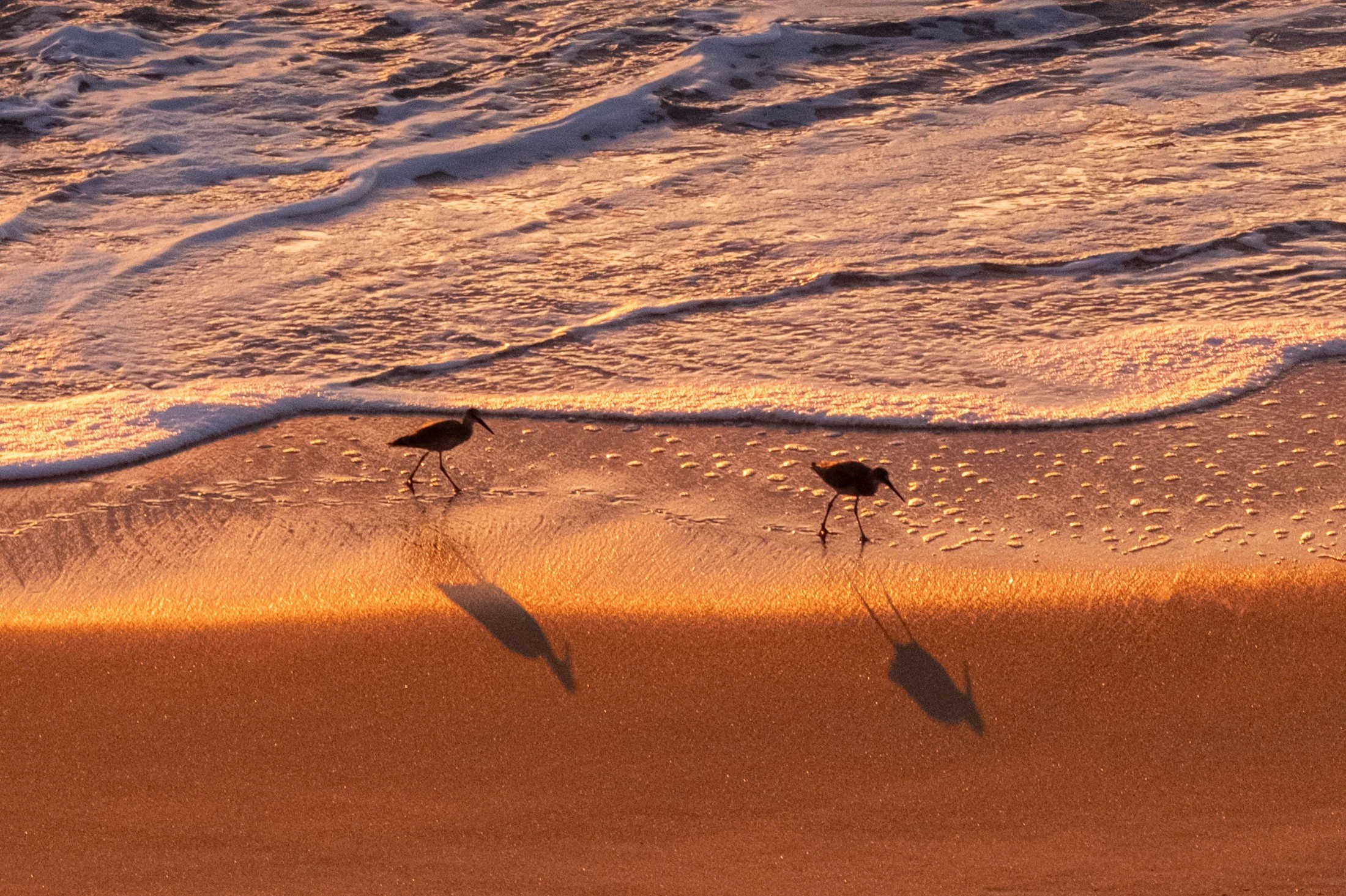 Two Willets walking along golden surf with long shadows on wet sand, Virginia Beach — Audubon 2026 Top 100, entry 44 — William Edwards Photography