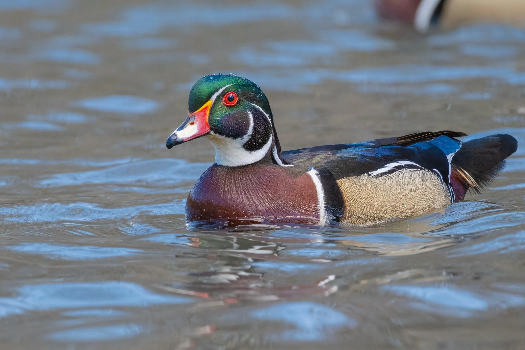 Wood Duck (Aix sponsa) — Colorful plumage and rippled reflections turn an ordinary swim into a portrait.