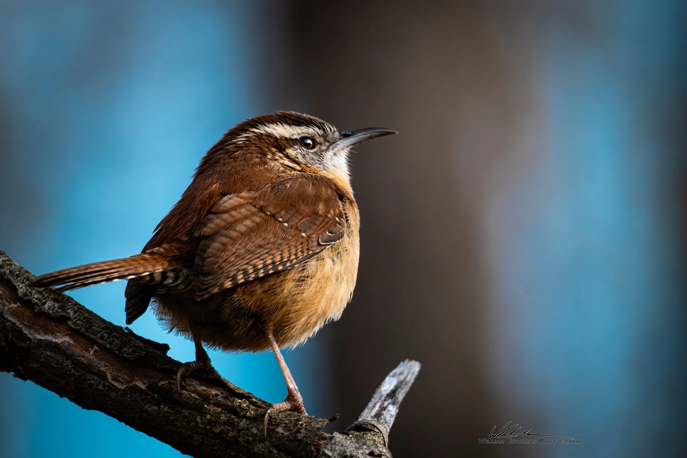 Carolina Wren (Thryothorus ludovicianus) — Warm brown feathers and a pale eyebrow emerge from the woodland shade.