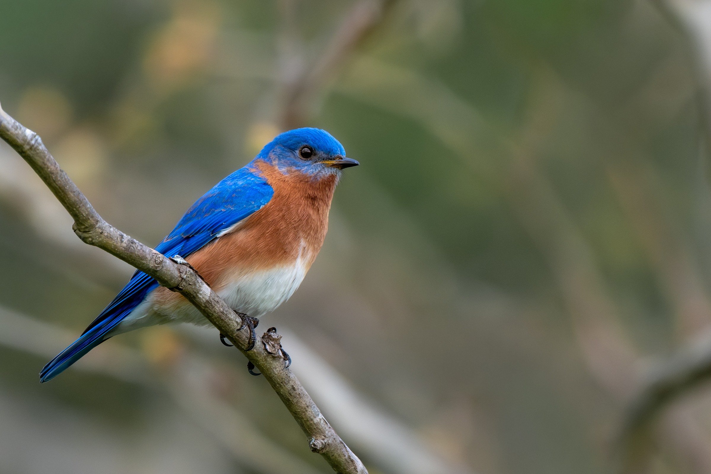 Eastern Bluebird — A clean diagonal perch sets off brilliant blue feathers and a warm rust-colored breast.