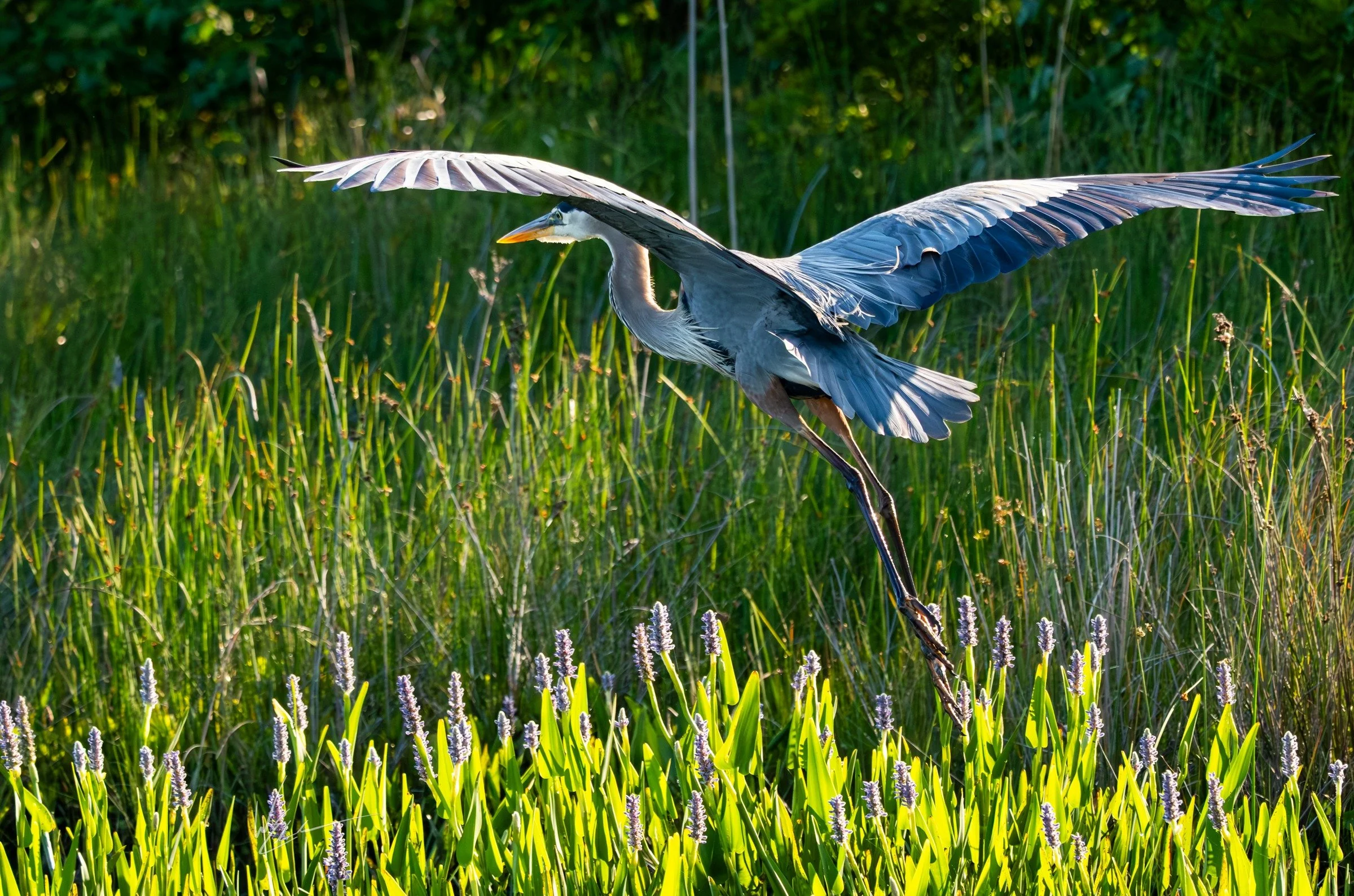 Great Blue Heron (Ardea herodias) — Broad wings sweep over sunlit reeds and purple wetland flowers.