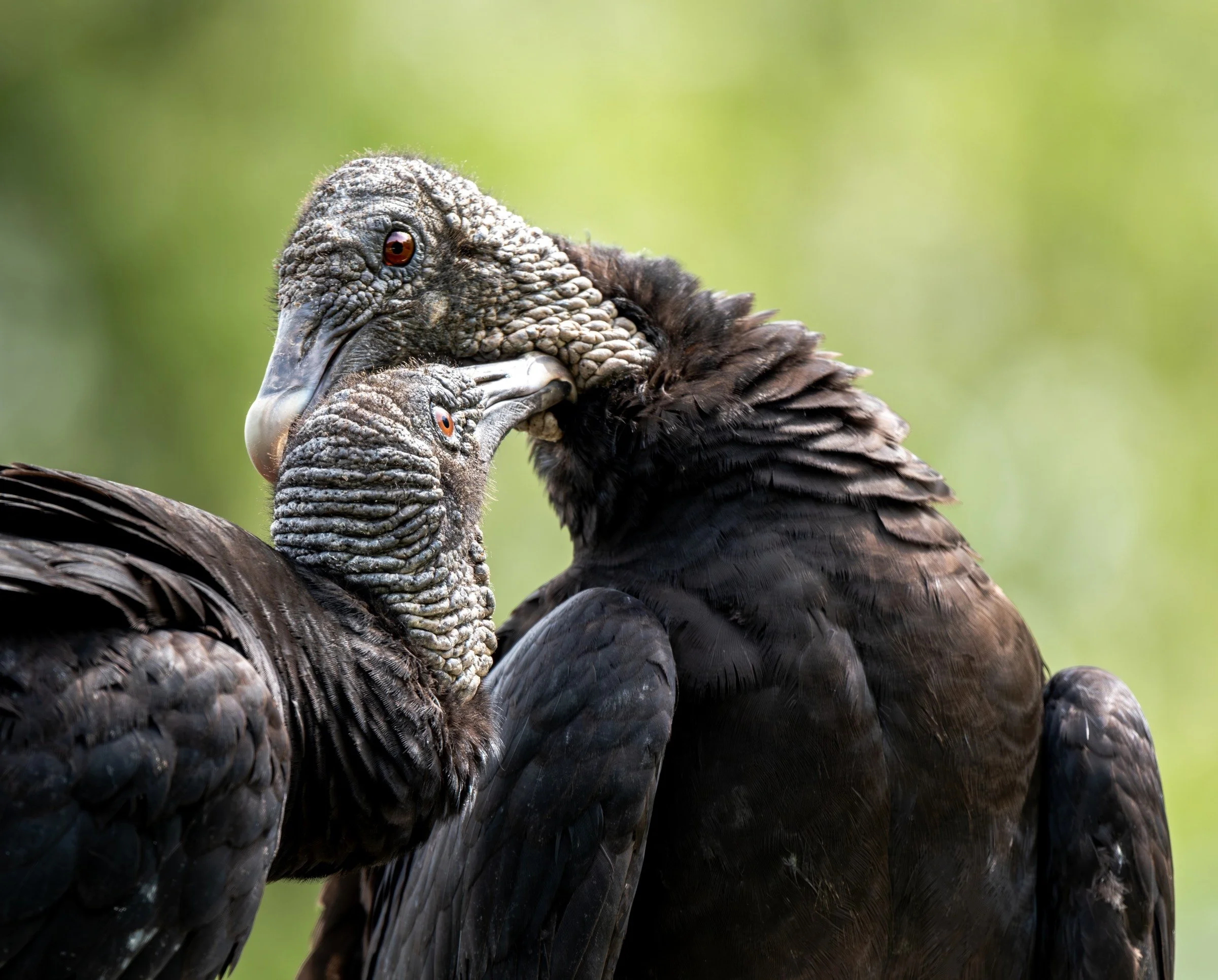 Black Vulture (Coragyps atratus) — Two Black Vultures lean together in an intimate portrait of textured feathers and bare skin.