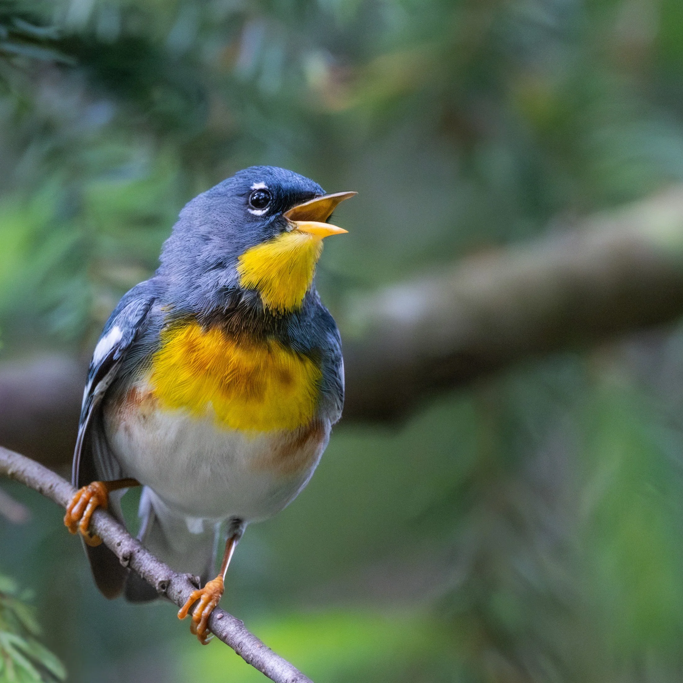Northern Parula (Setophaga americana) — Yellow, blue, and olive meet in a close view among leaves.