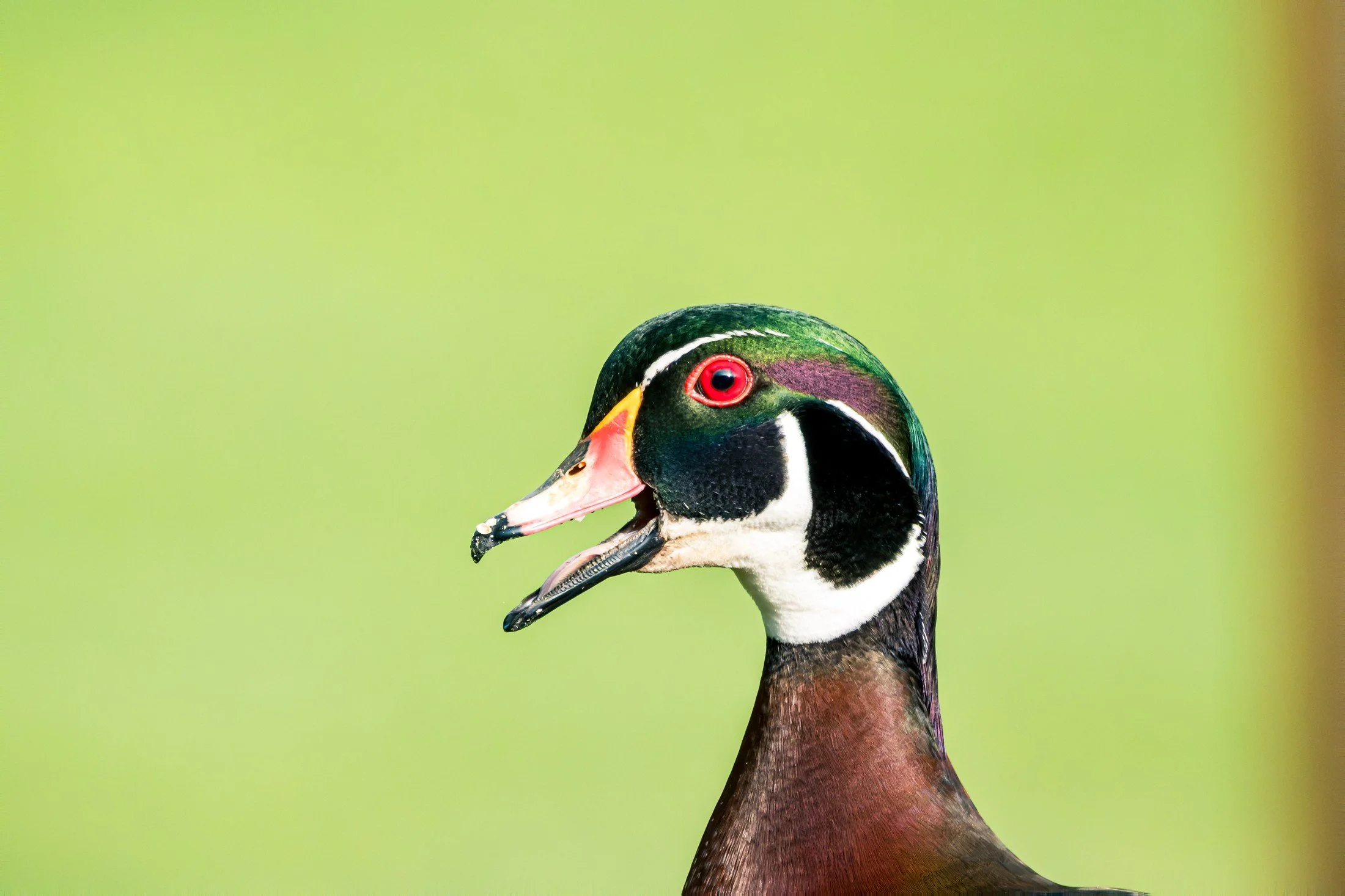 Wood Duck — A close view brings the Wood Duck’s striking head pattern into focus.