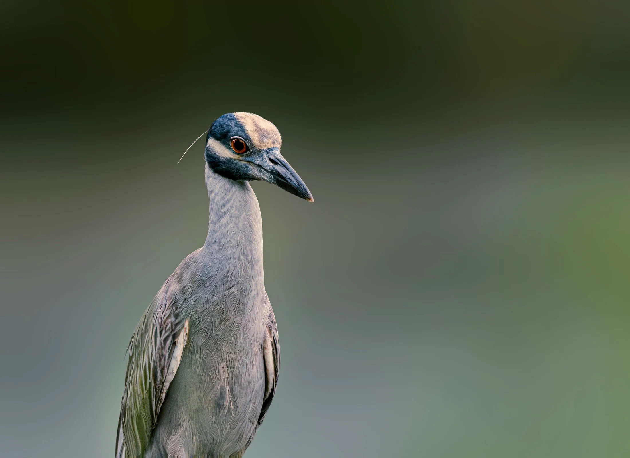 Yellow-crowned Night Heron (Nyctanassa violacea) — A dark mask, pale crown, and clear eye define a patient waterside hunter.
