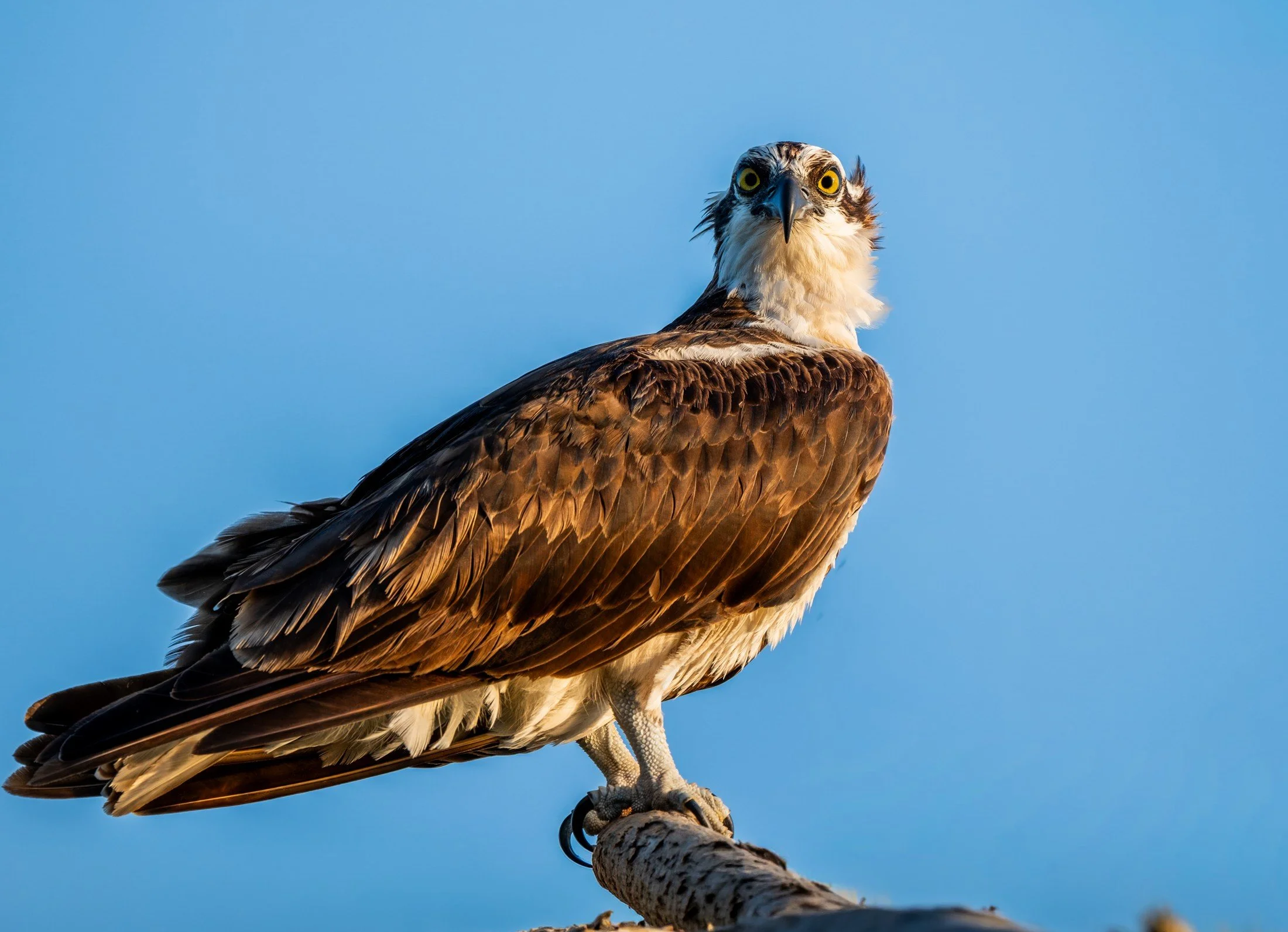 Osprey (Pandion haliaetus) — An osprey watches from an exposed perch beneath a clear blue sky.