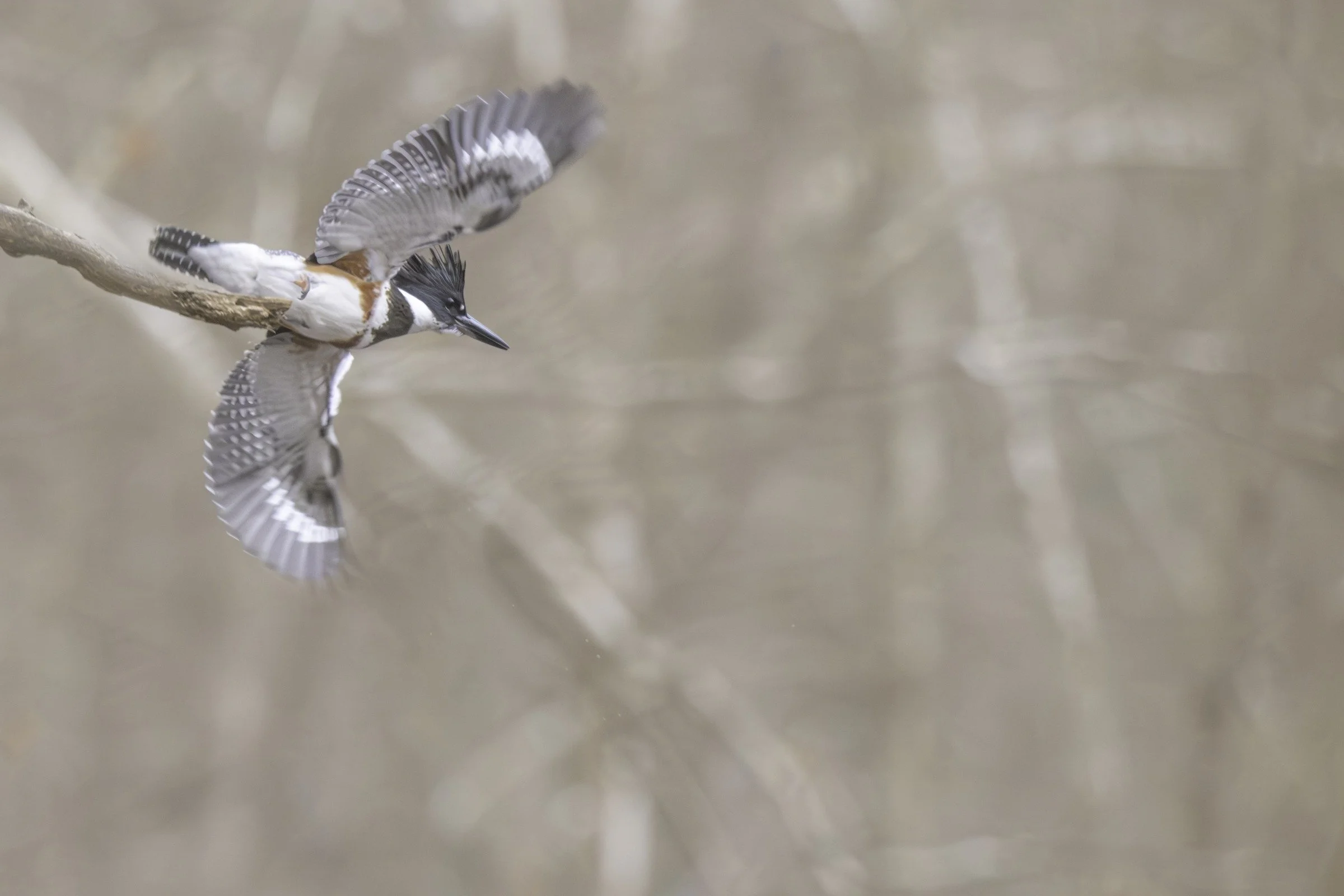 Belted Kingfisher (Megaceryle alcyon) — Fanned wings and a sharp downward gaze capture a moment just above a bare branch.