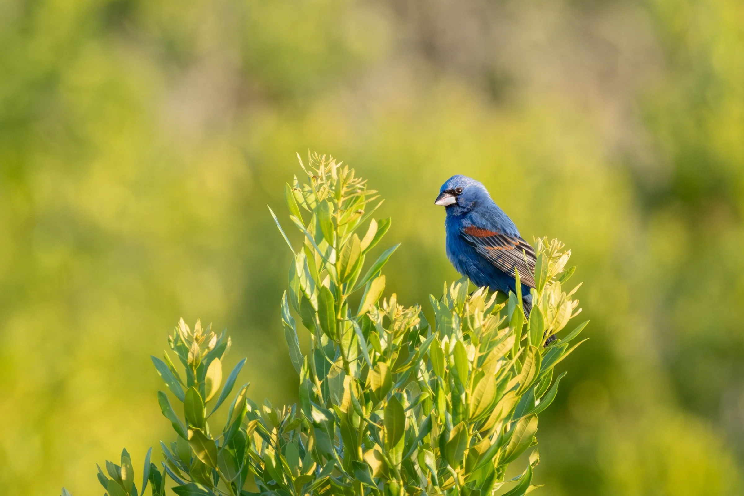 Blue Grosbeak (Passerina caerulea) — Rich blue plumage and chestnut wing bars rise above a sunlit sea of green.